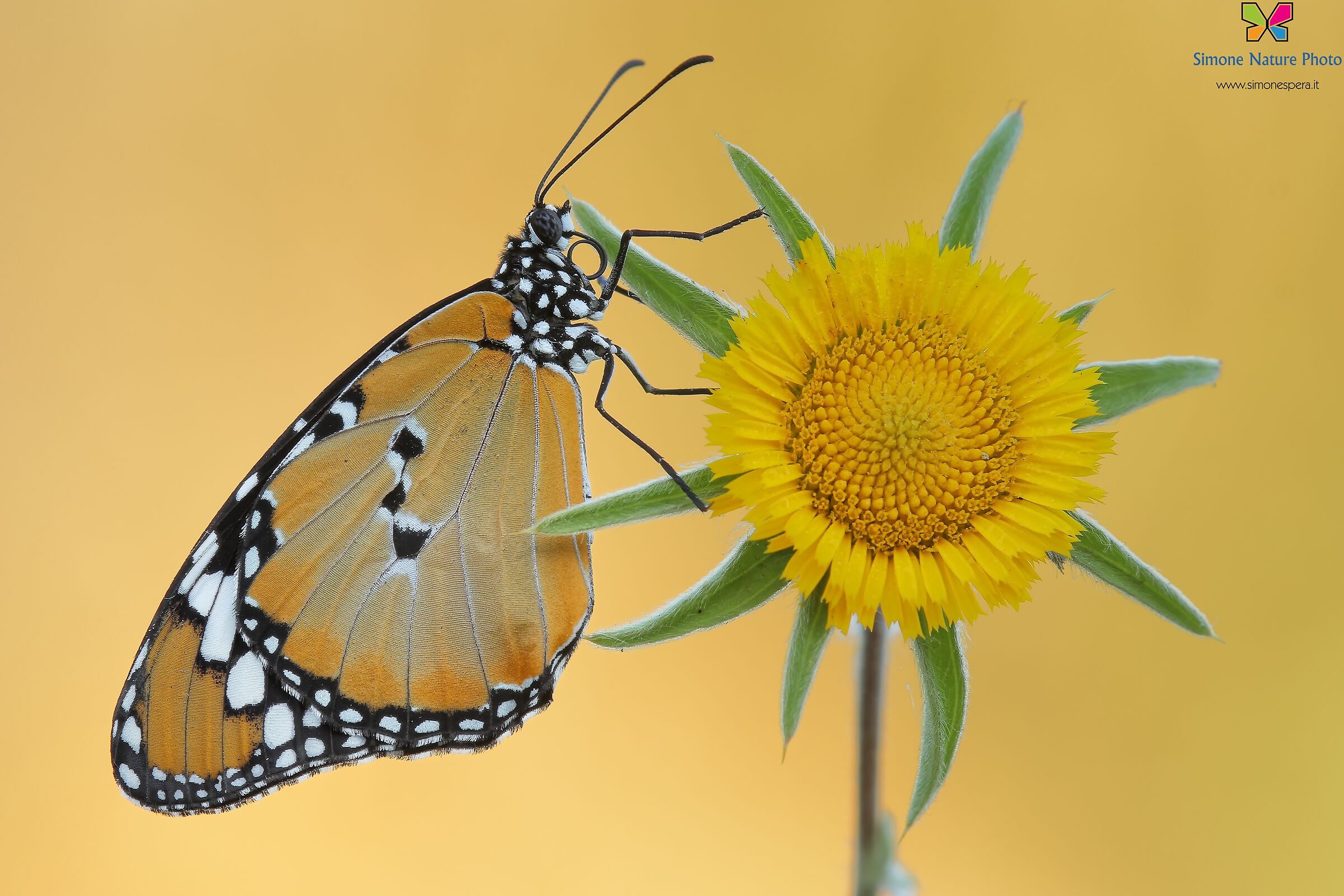 Danaus chrysippus...