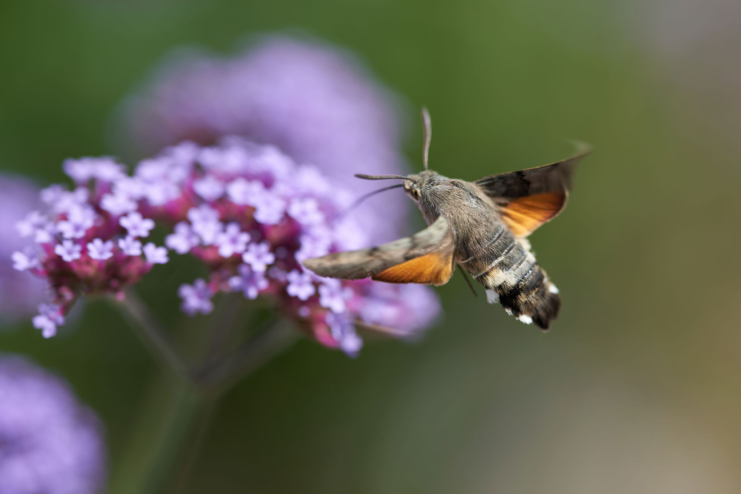 Macroglossum stellatarum
