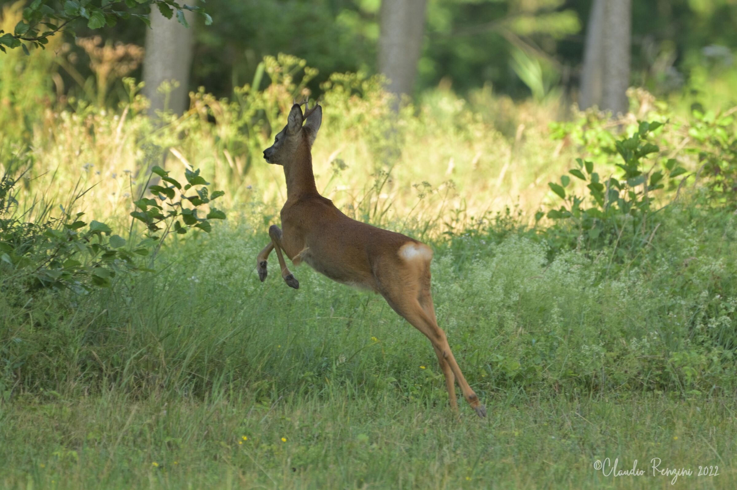 roe deer at the jump