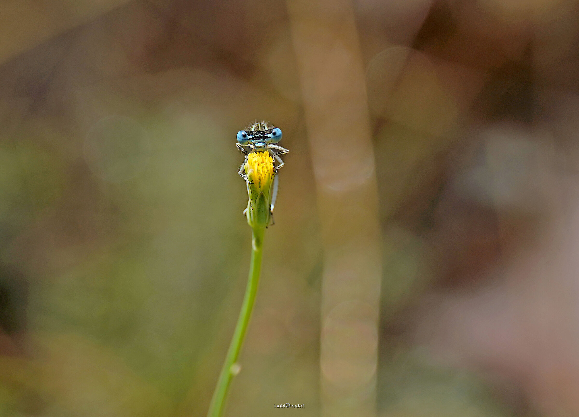 blue eyes
