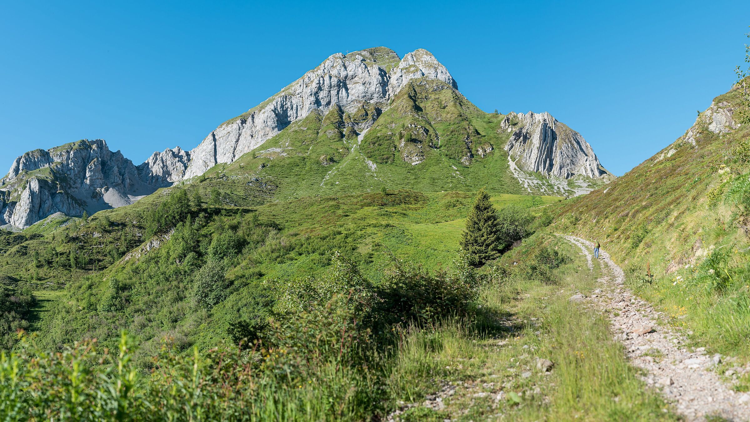 Le Canne d'organo al Passo di San Simone.
