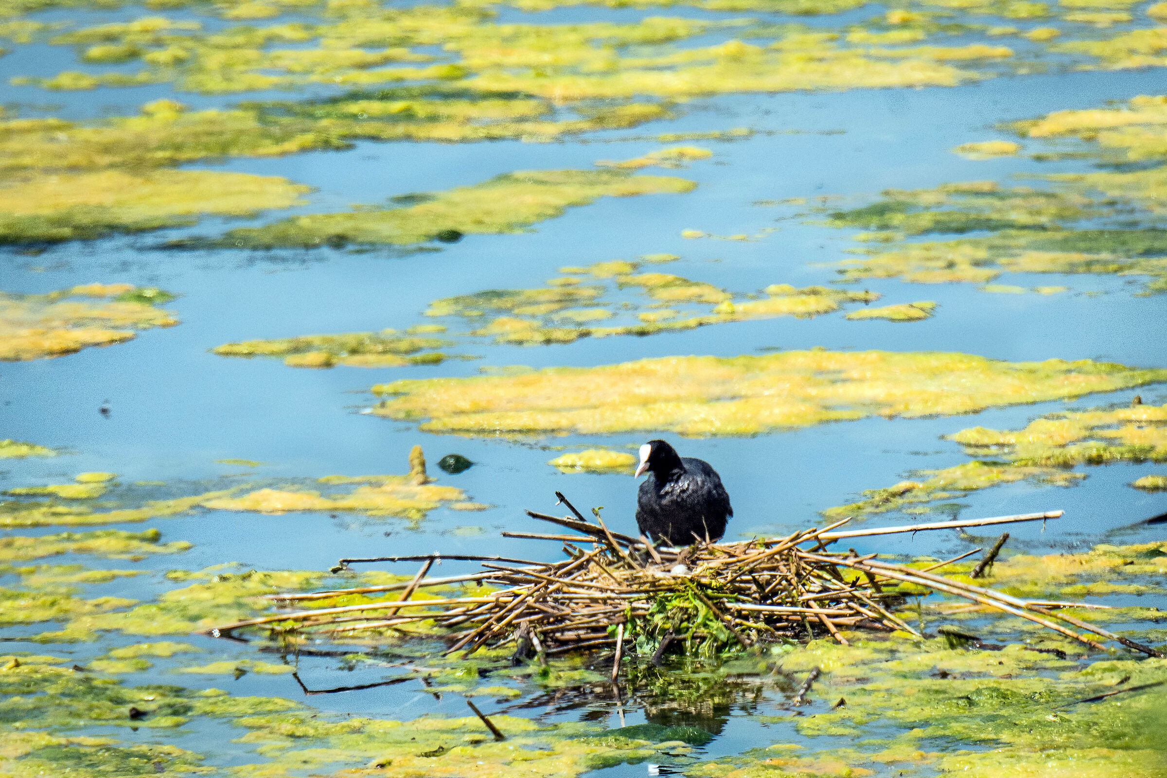 Quante uova nel "paniere" ?