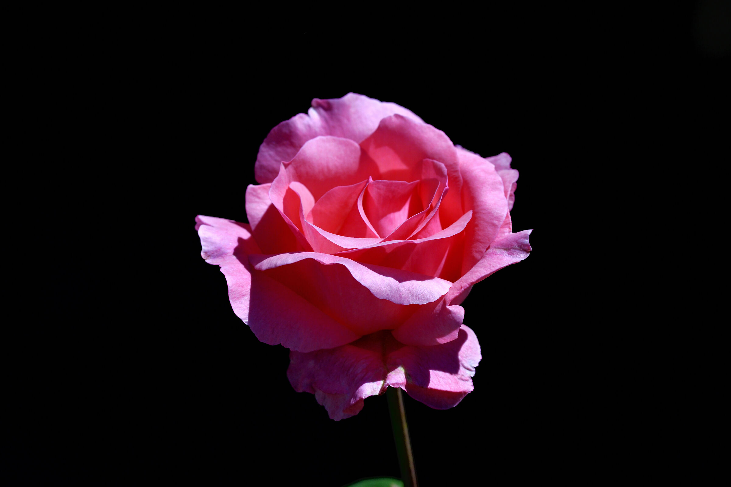 the flower that makes you dream