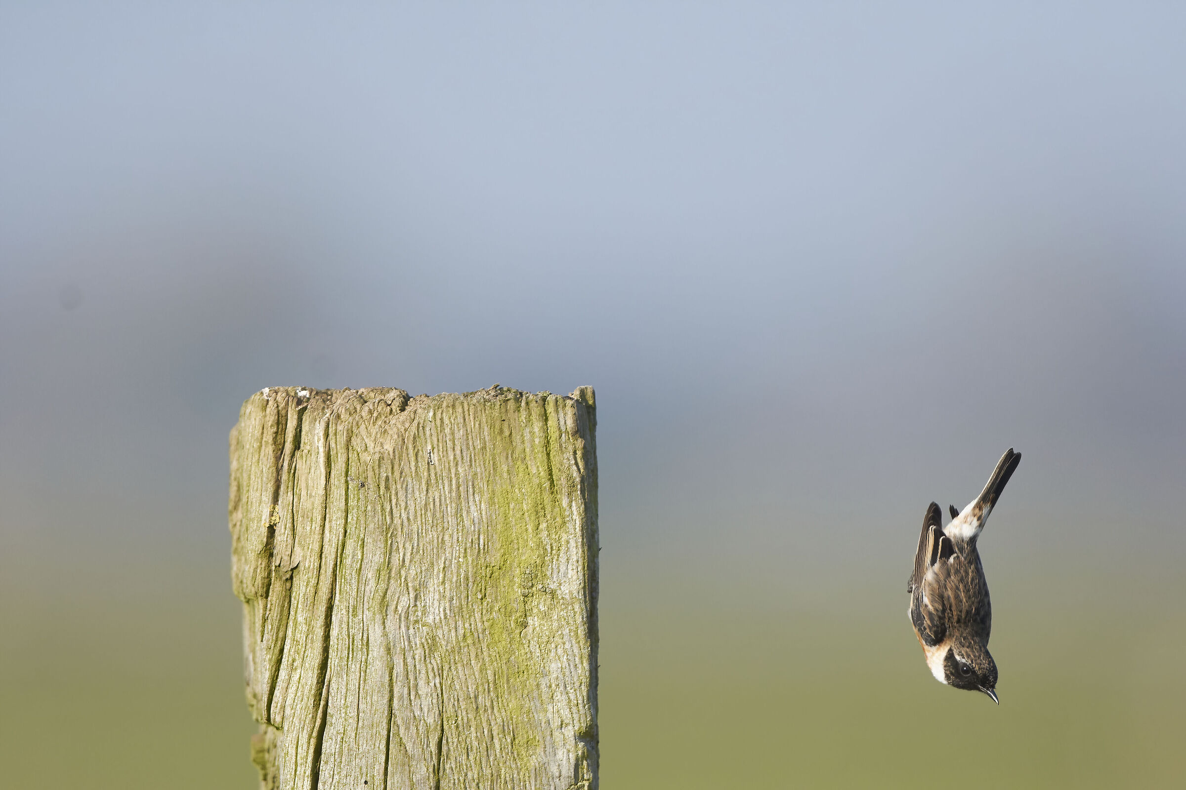 Stonechat ·