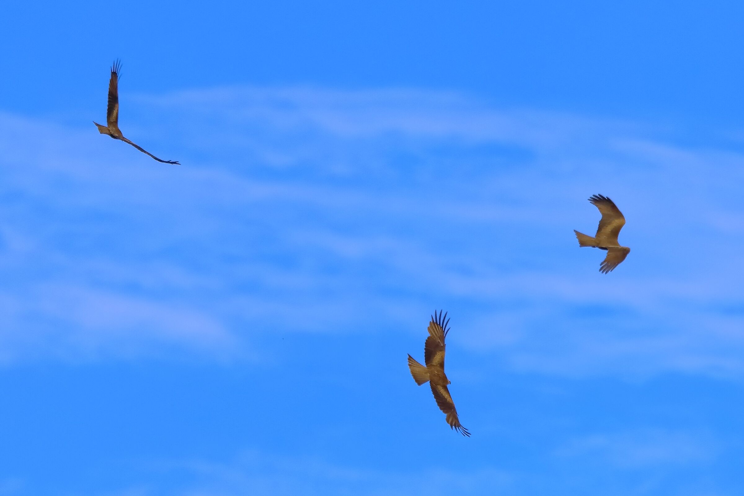 Black kite 07-06-2022