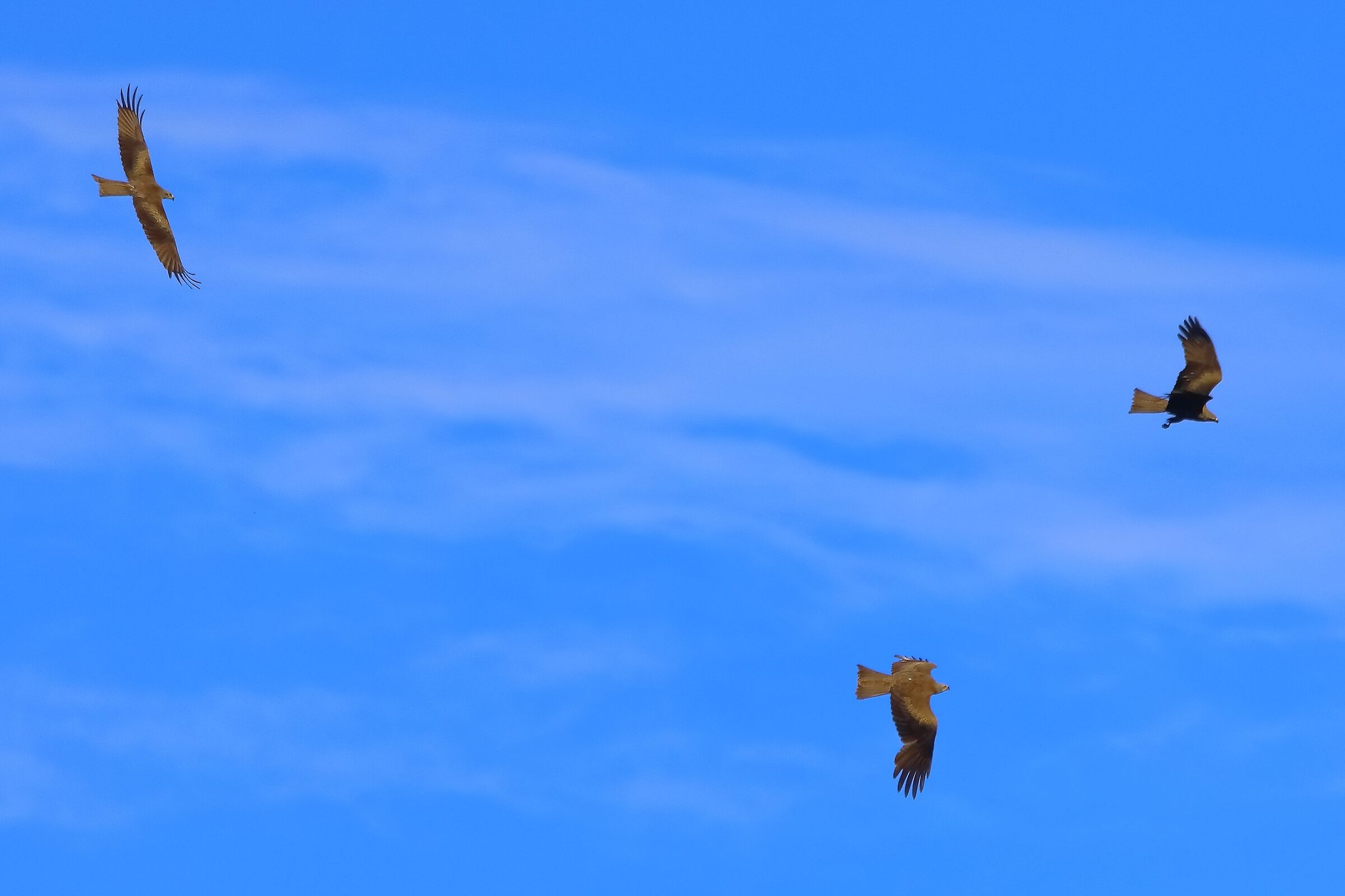 Nibbio bruno 07-06-2022