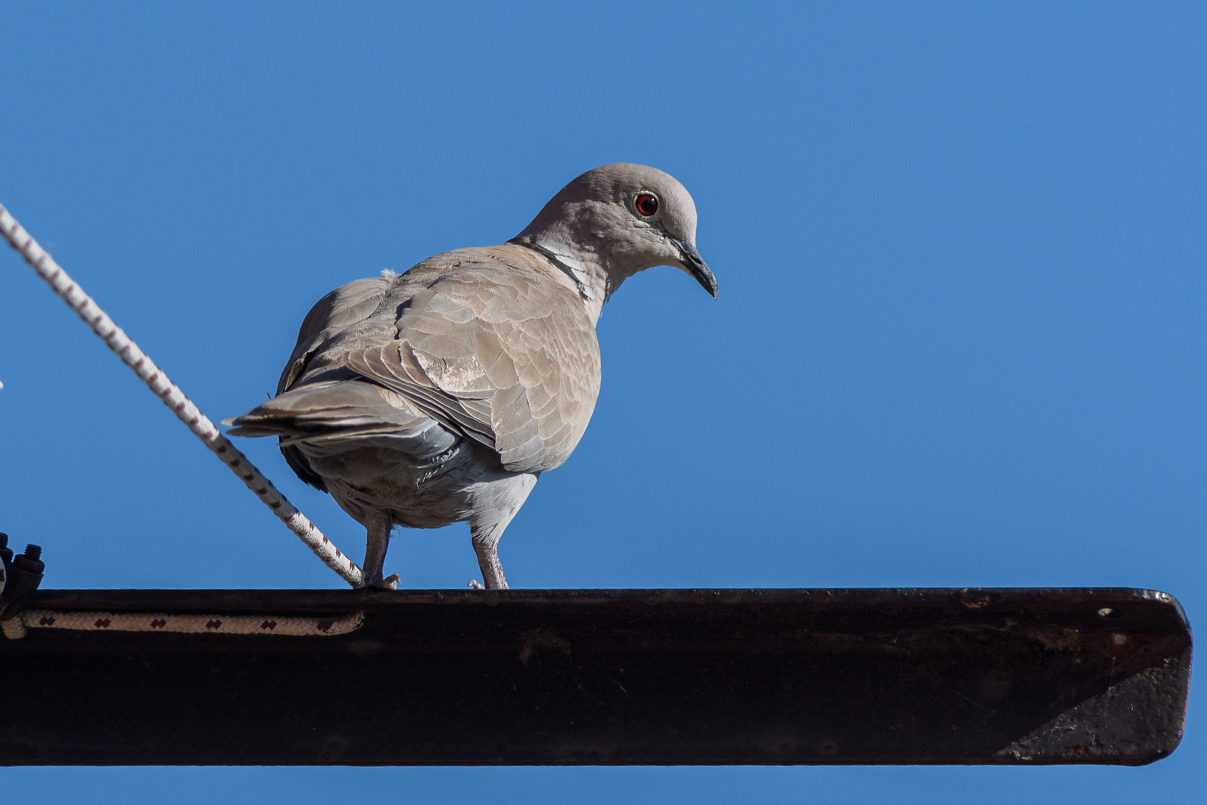 Turtle dove
