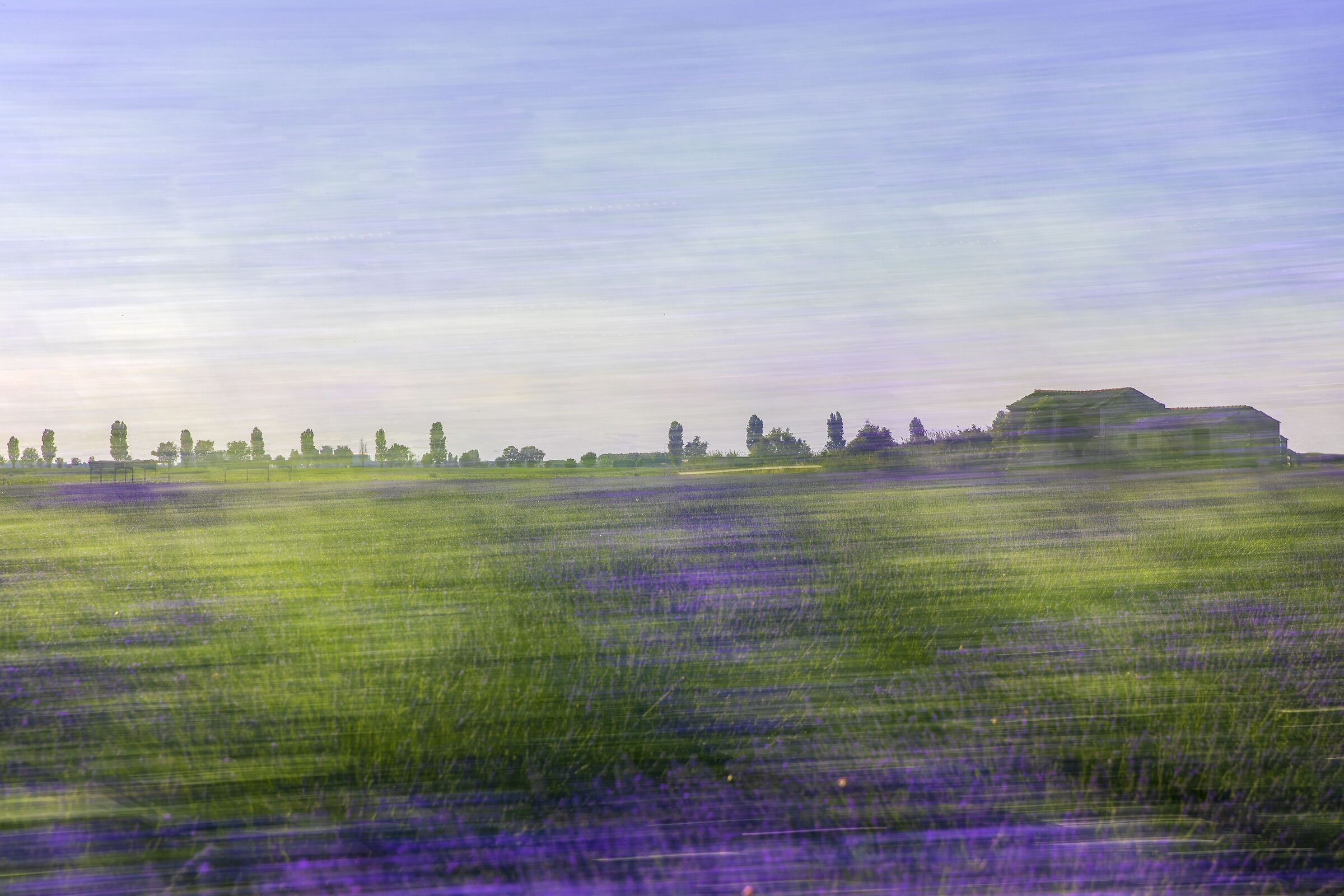 Lavender wind