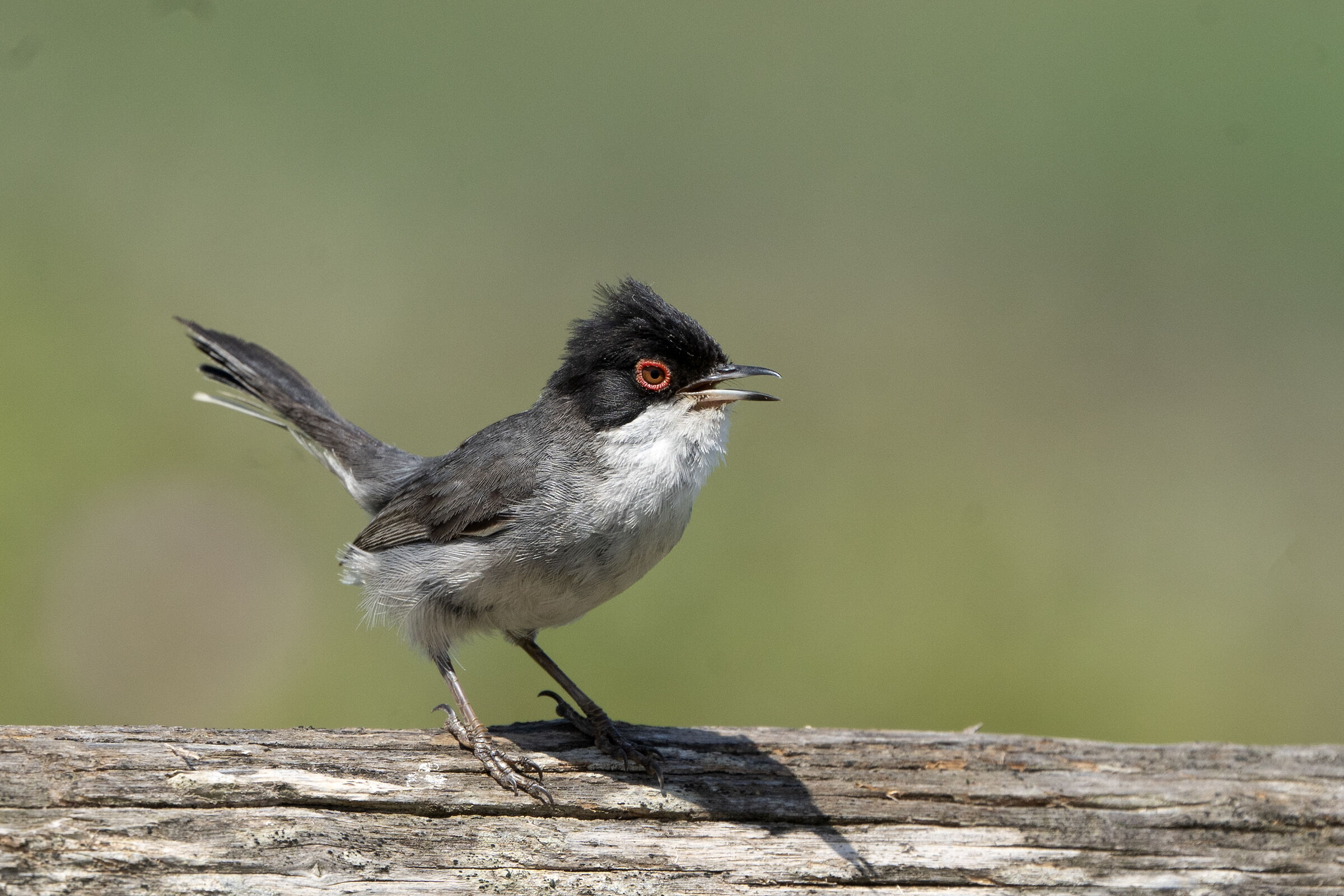 Sardinian warbler