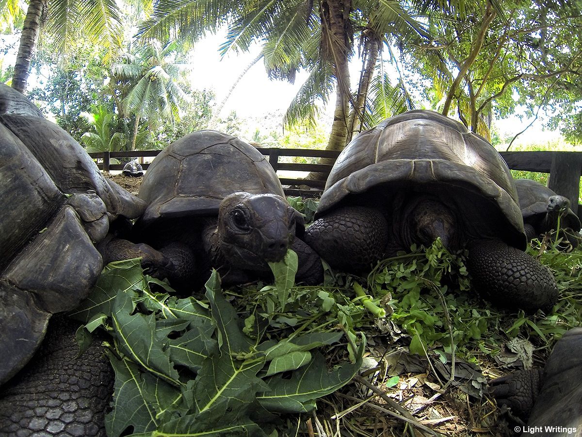 Giant Tortoise, Anse Lazio, Praslin Island