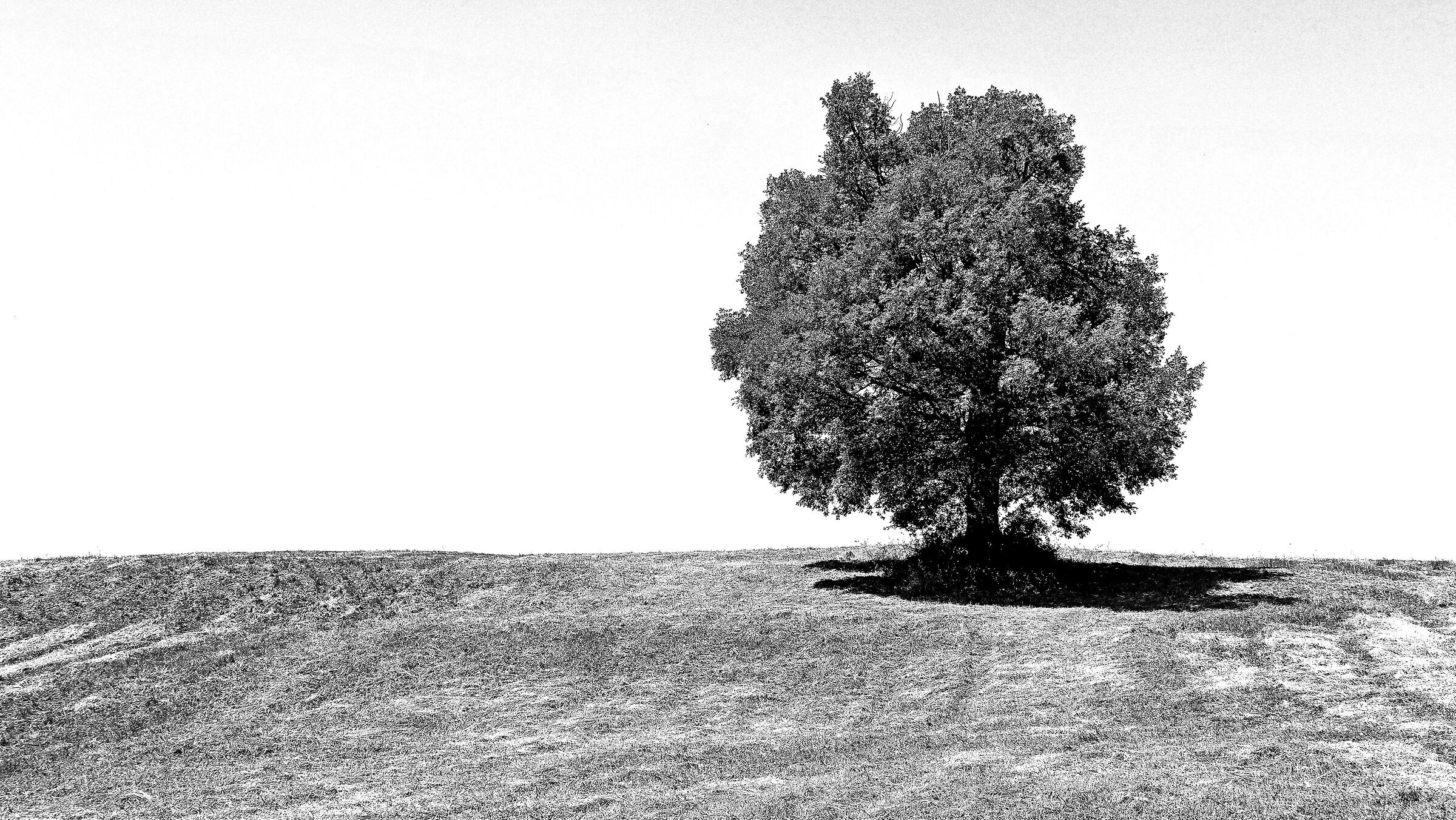 The summer of the oak