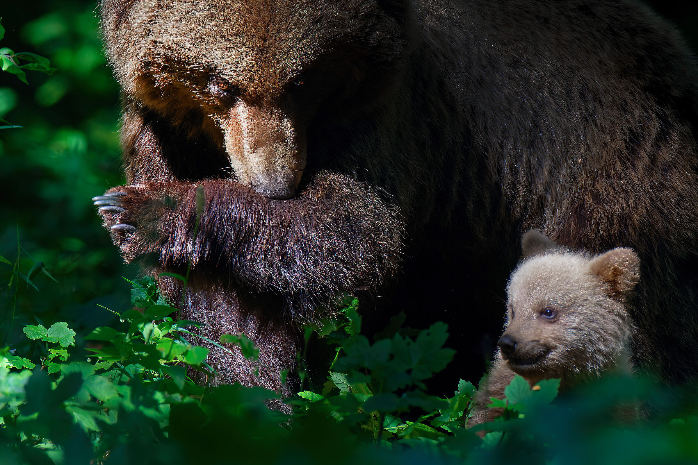 BROWN BEAR with small