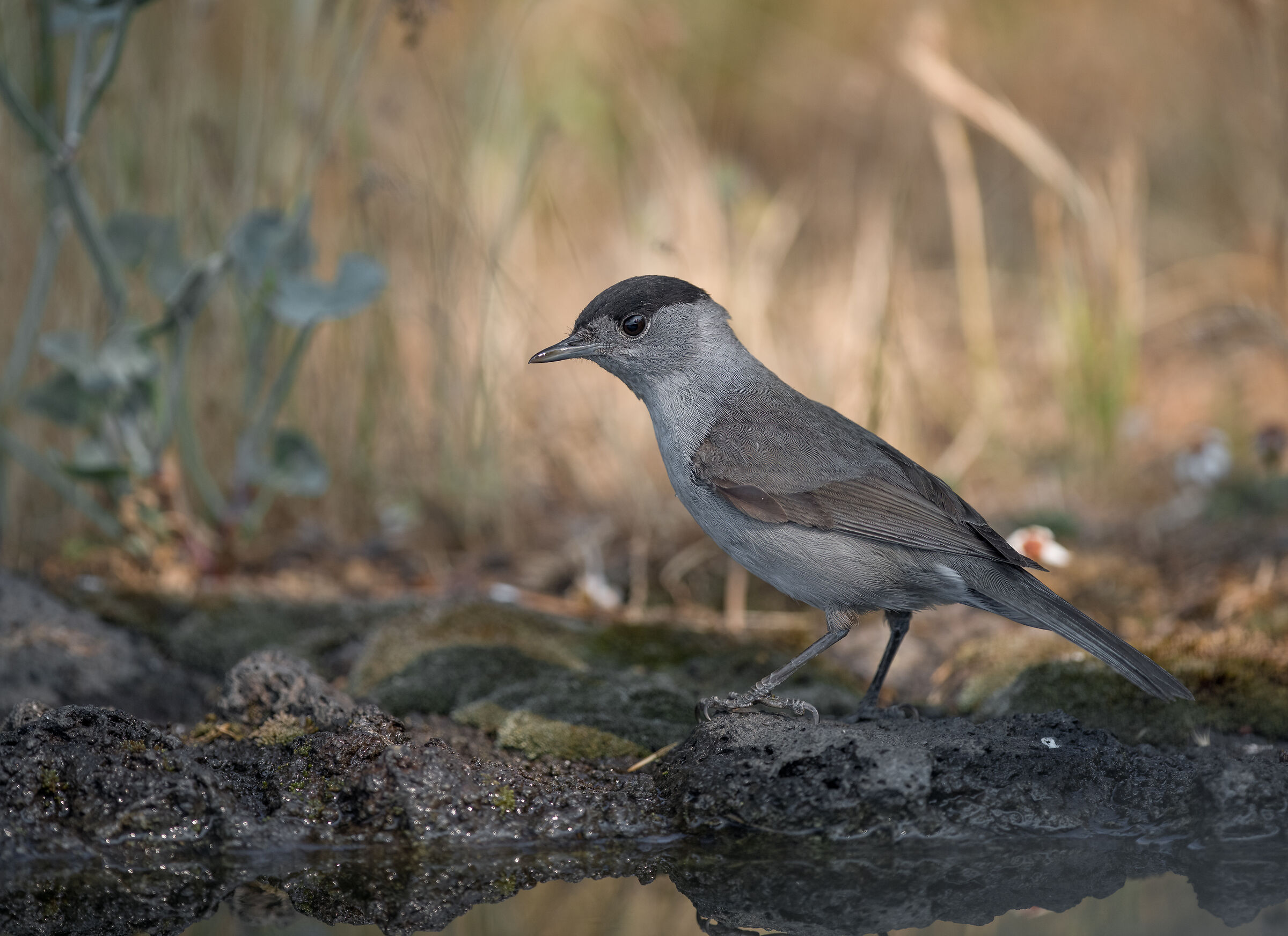 Blackcap (m)
