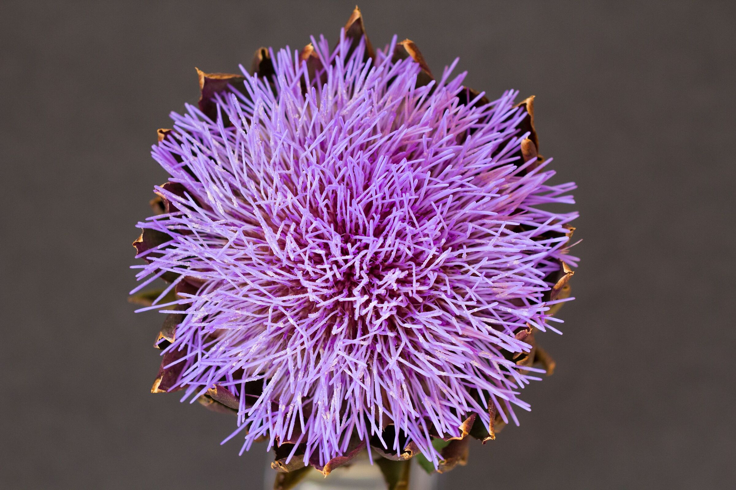 Artichoke flower