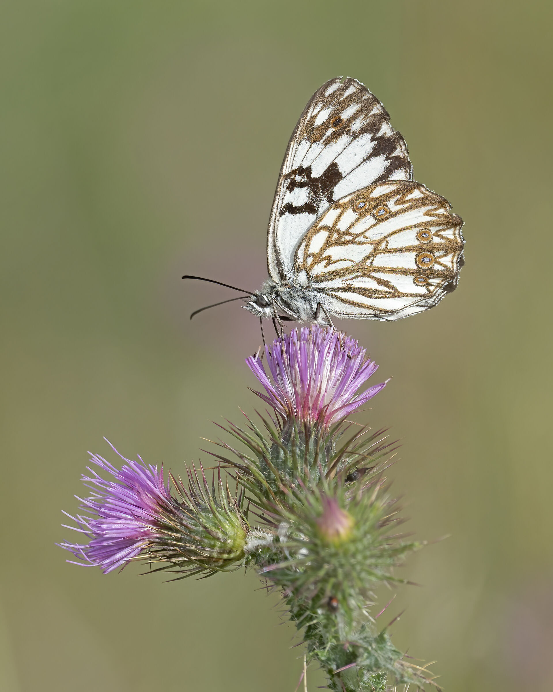Melanargia occitanica