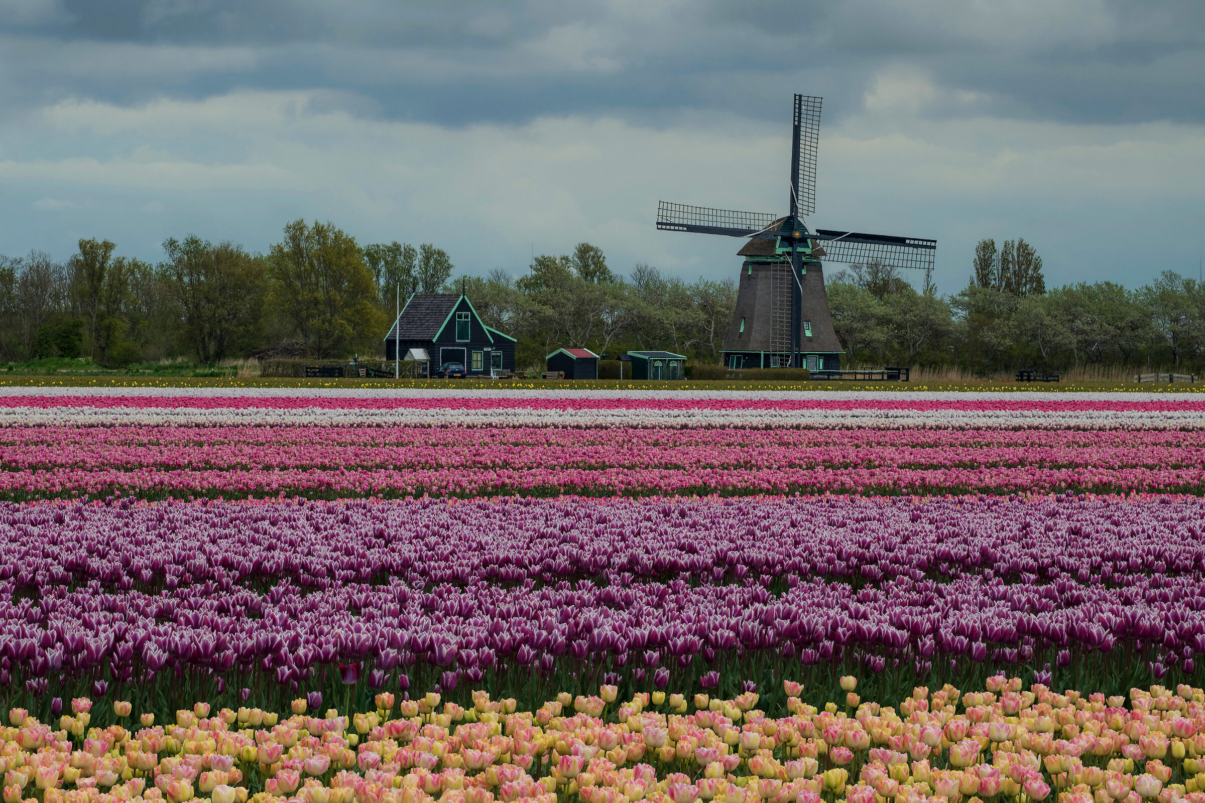 Trilogia olandese