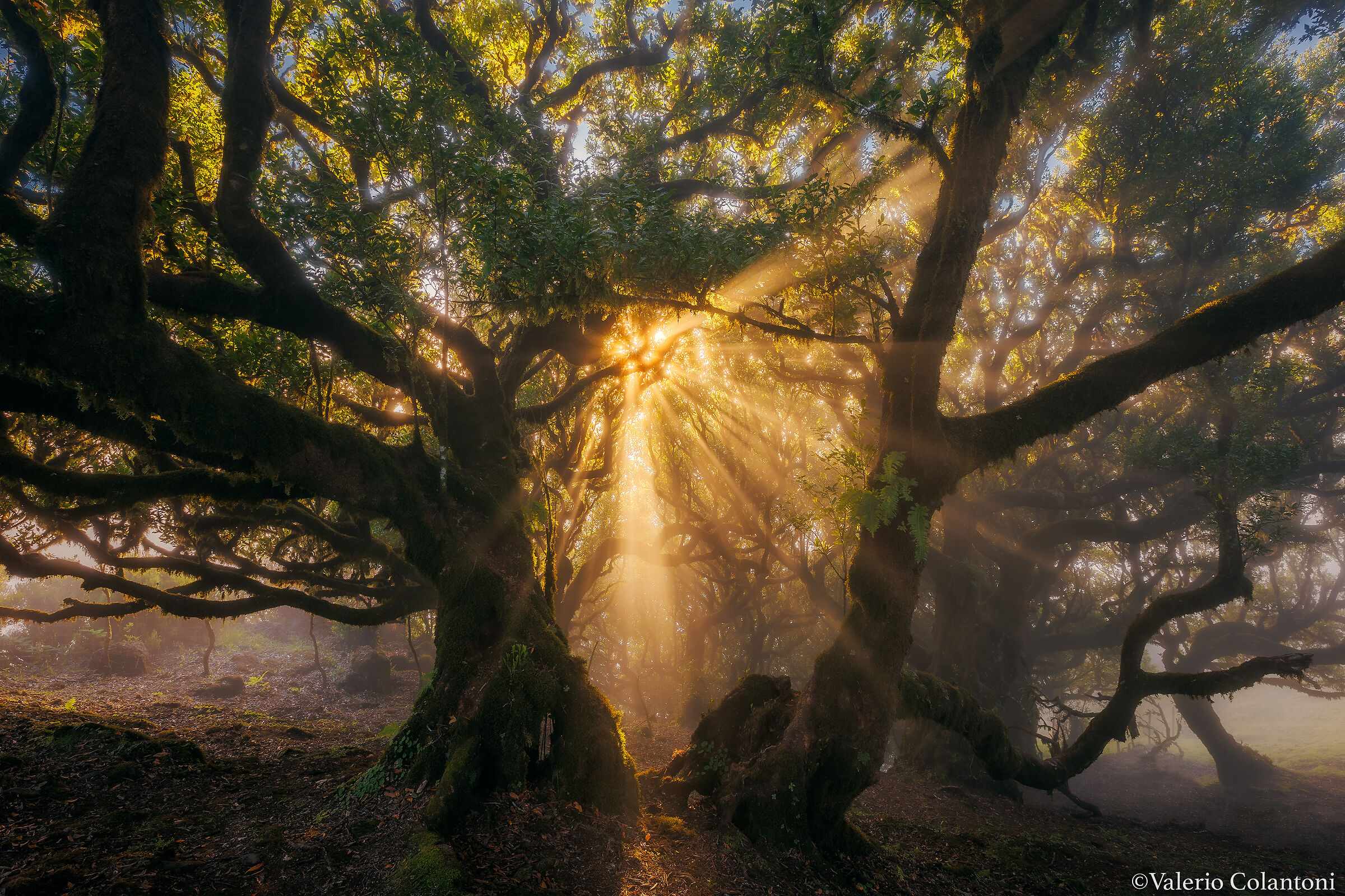 Fanal magic forest....