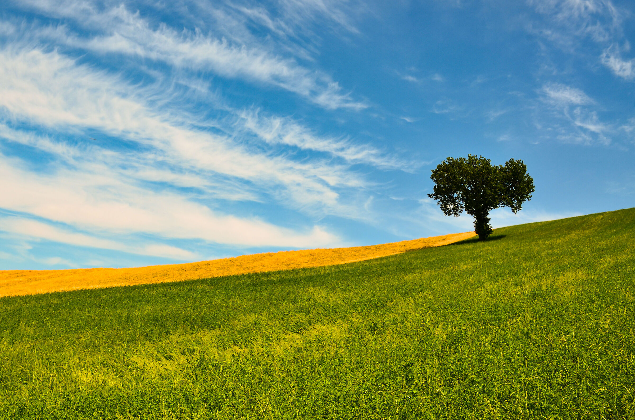 Summer colors and harmonies
