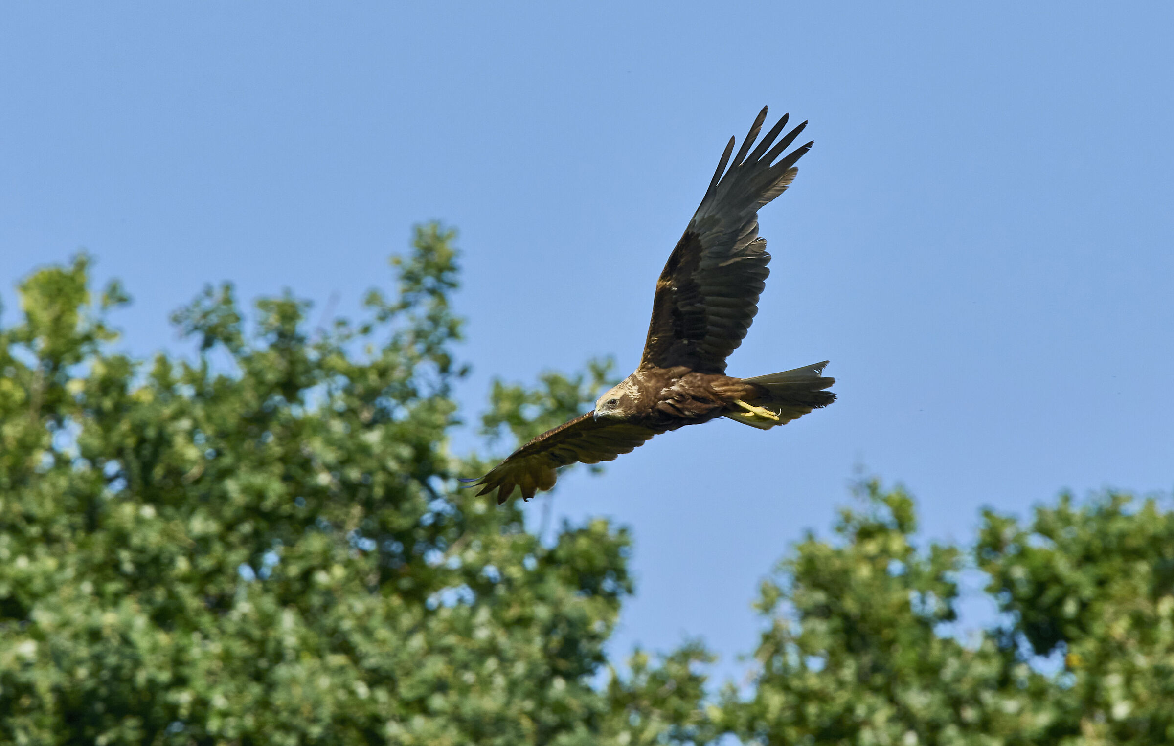 Falco di palude