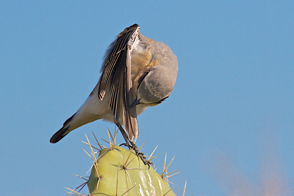 Culbianco, pulizia del piumaggio