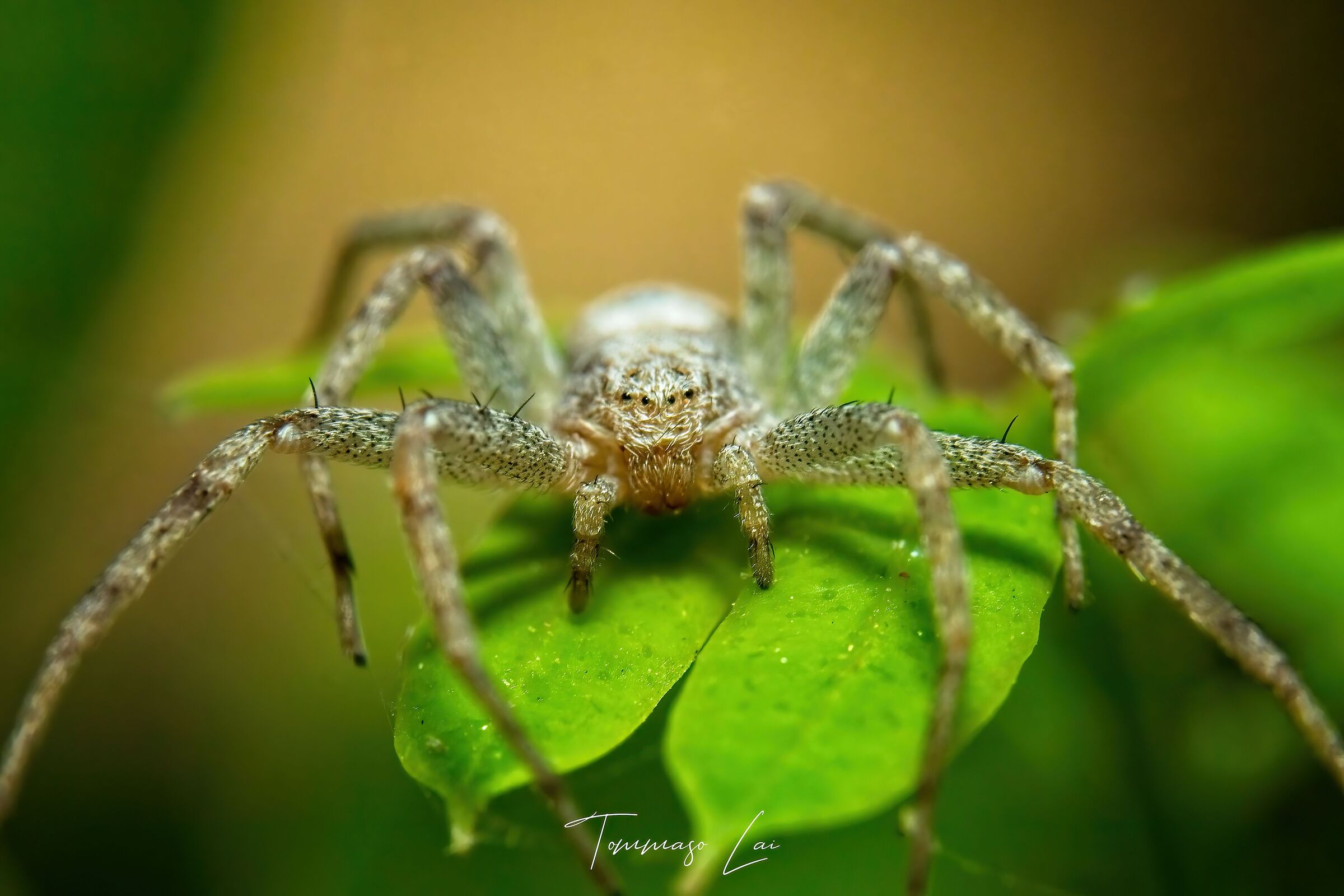Philodromus dispar