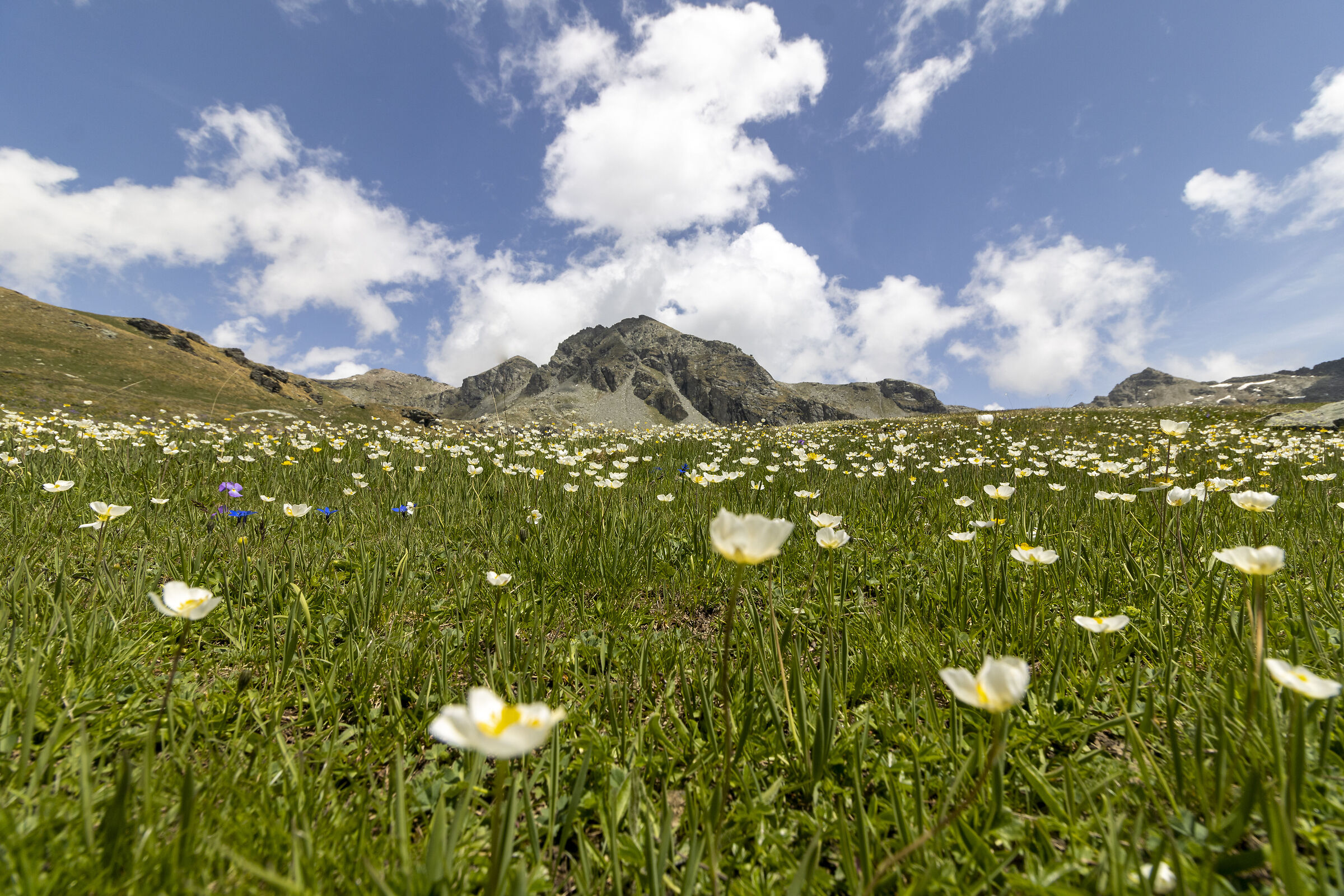 Flower meadow - ARP Refuge