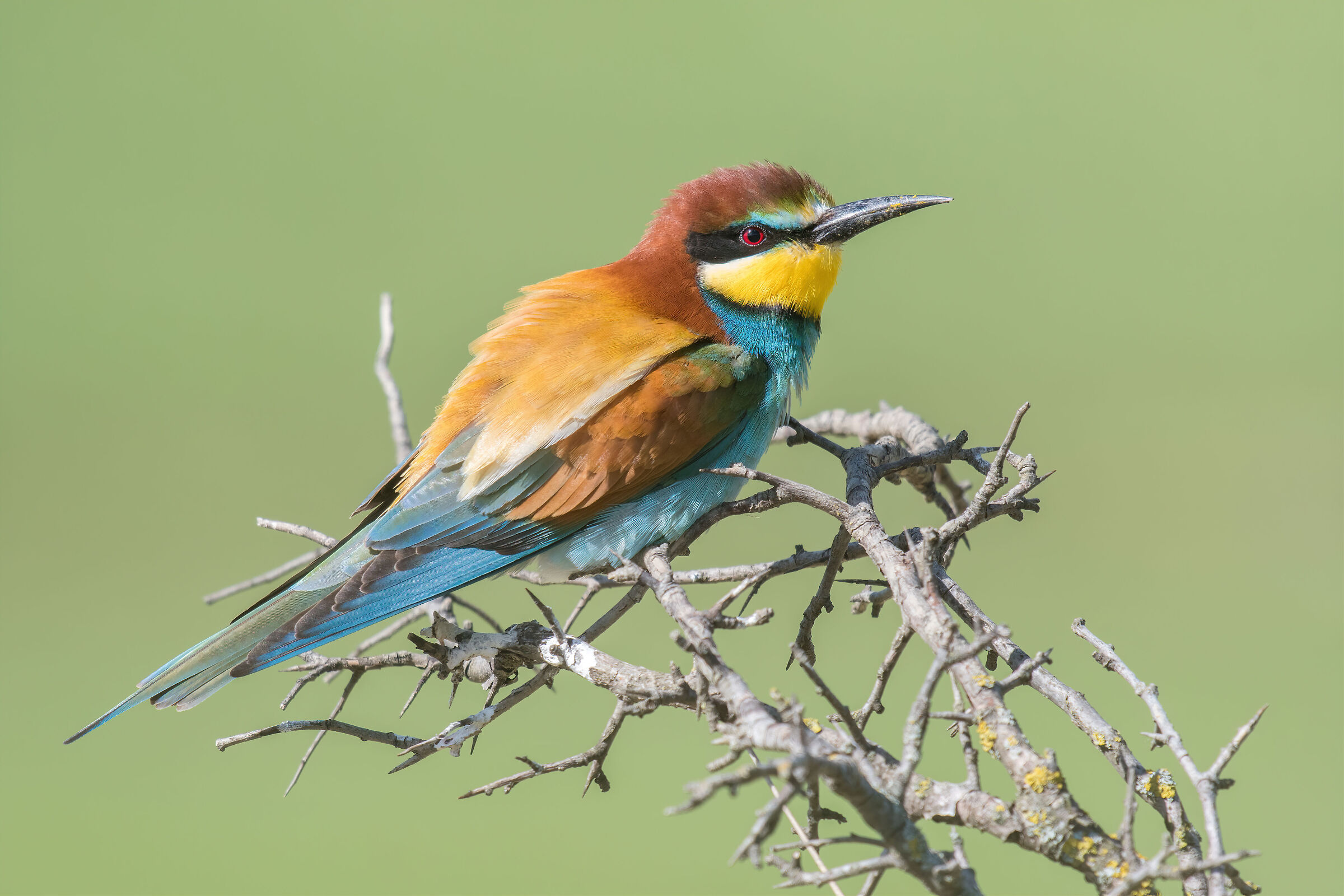 Merops apiaster