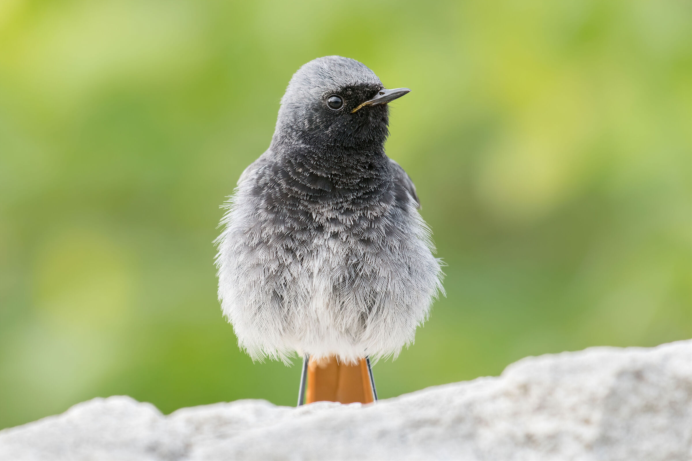 Phoenicurus ochruros