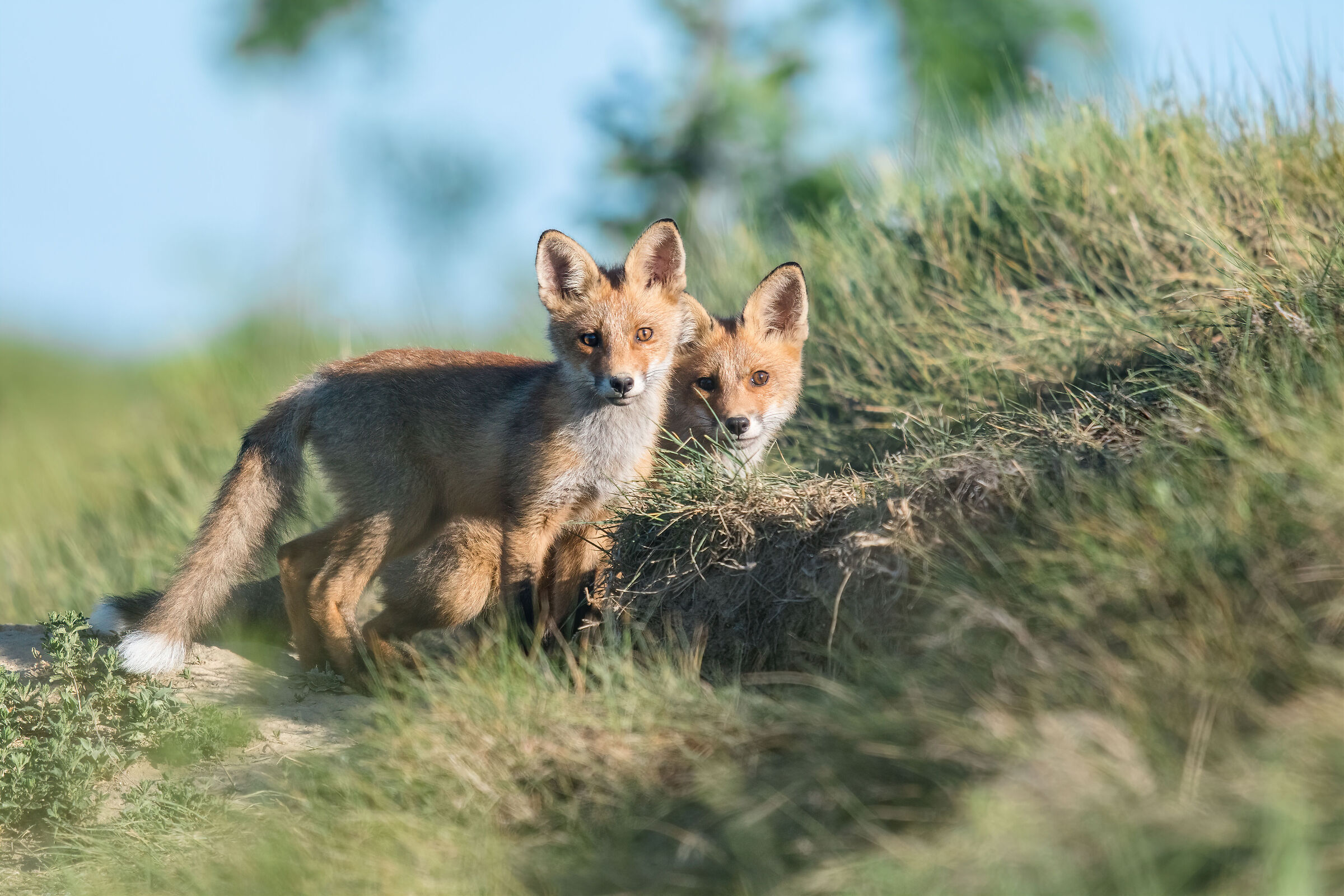 Vulpes vulpes