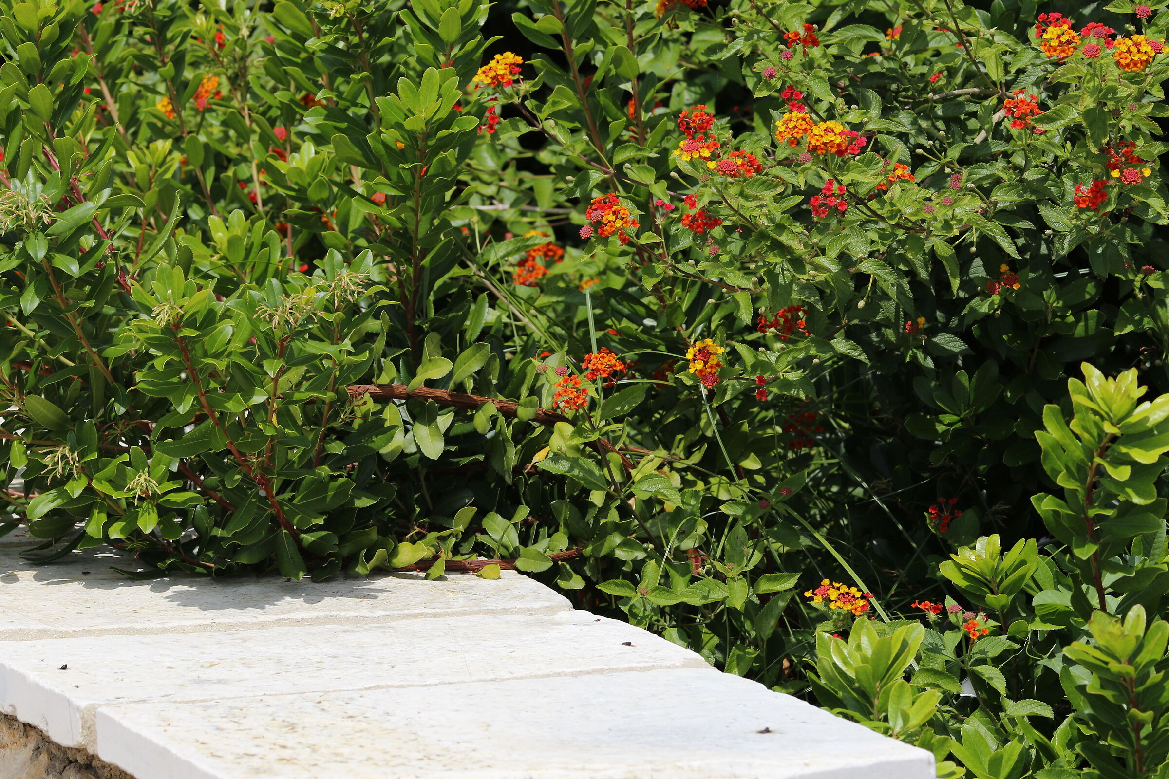 Crop 216 / 7D II- 135 F. 2 L USM