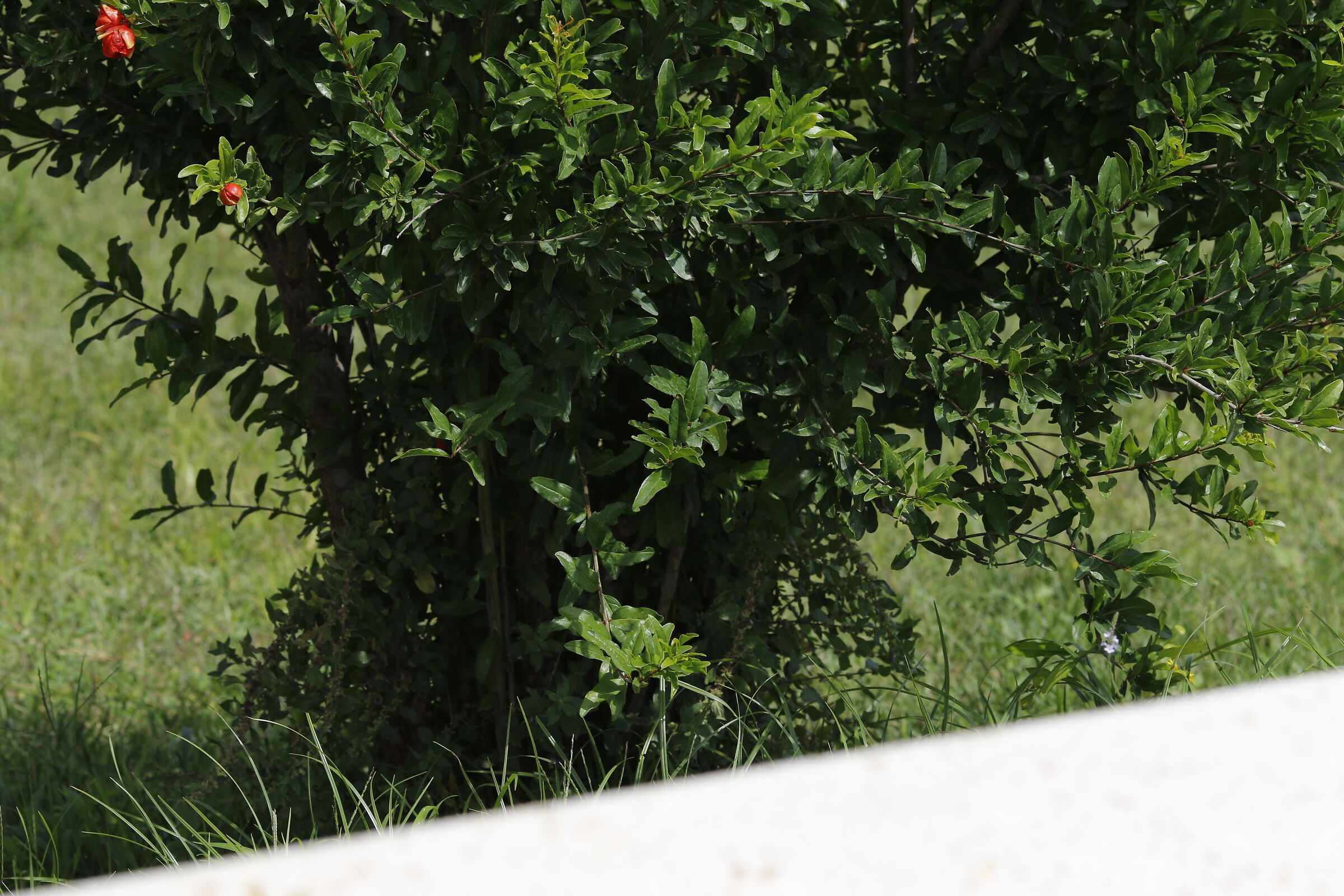 Crop 216- 7D II, 135 F. 2 L USM