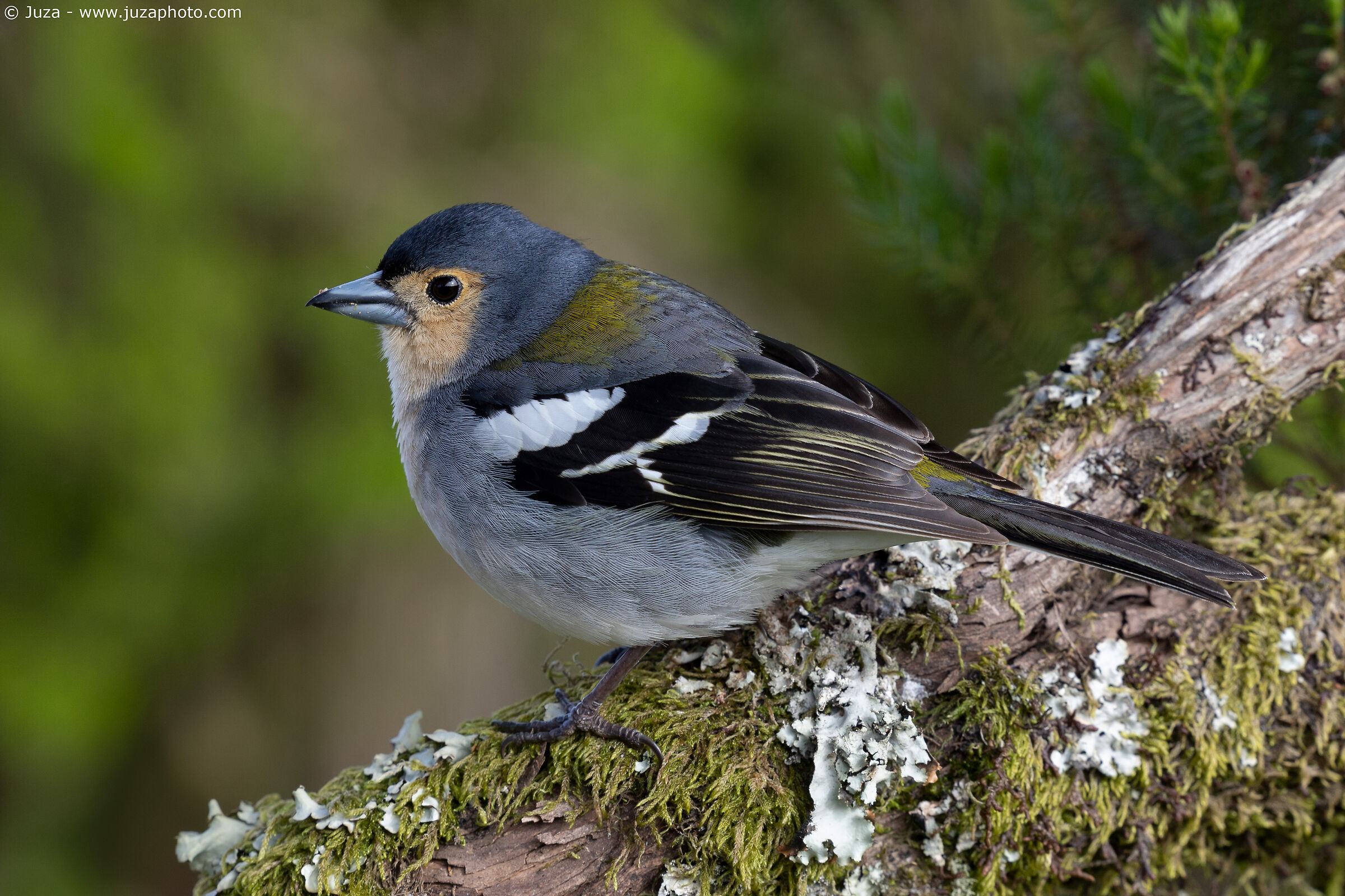 Fringilla coelebs maderensis