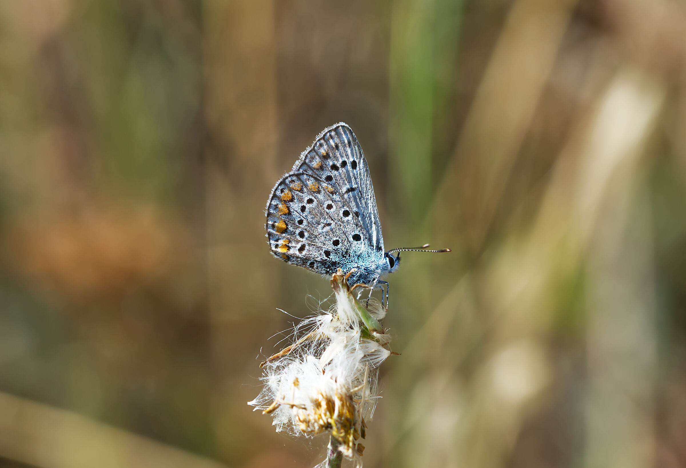 Polyommatus icarus