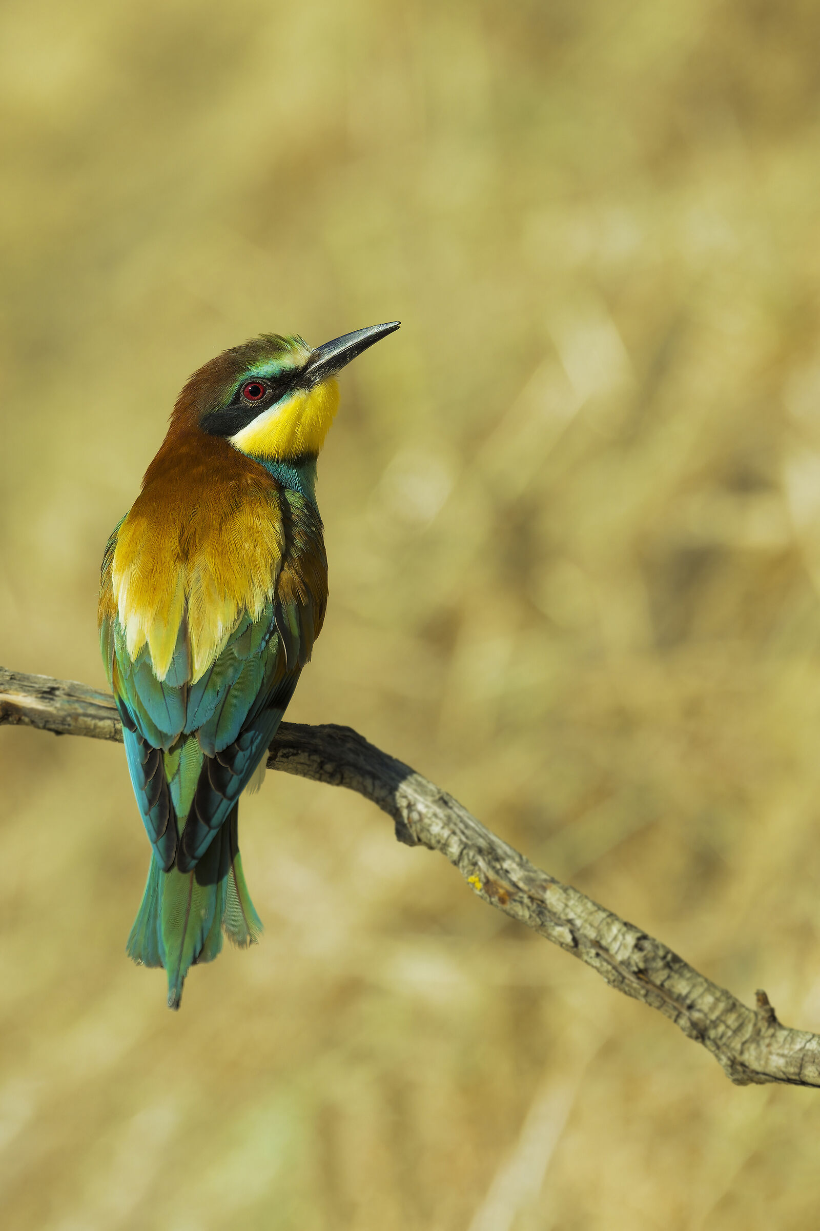 Bee-eater