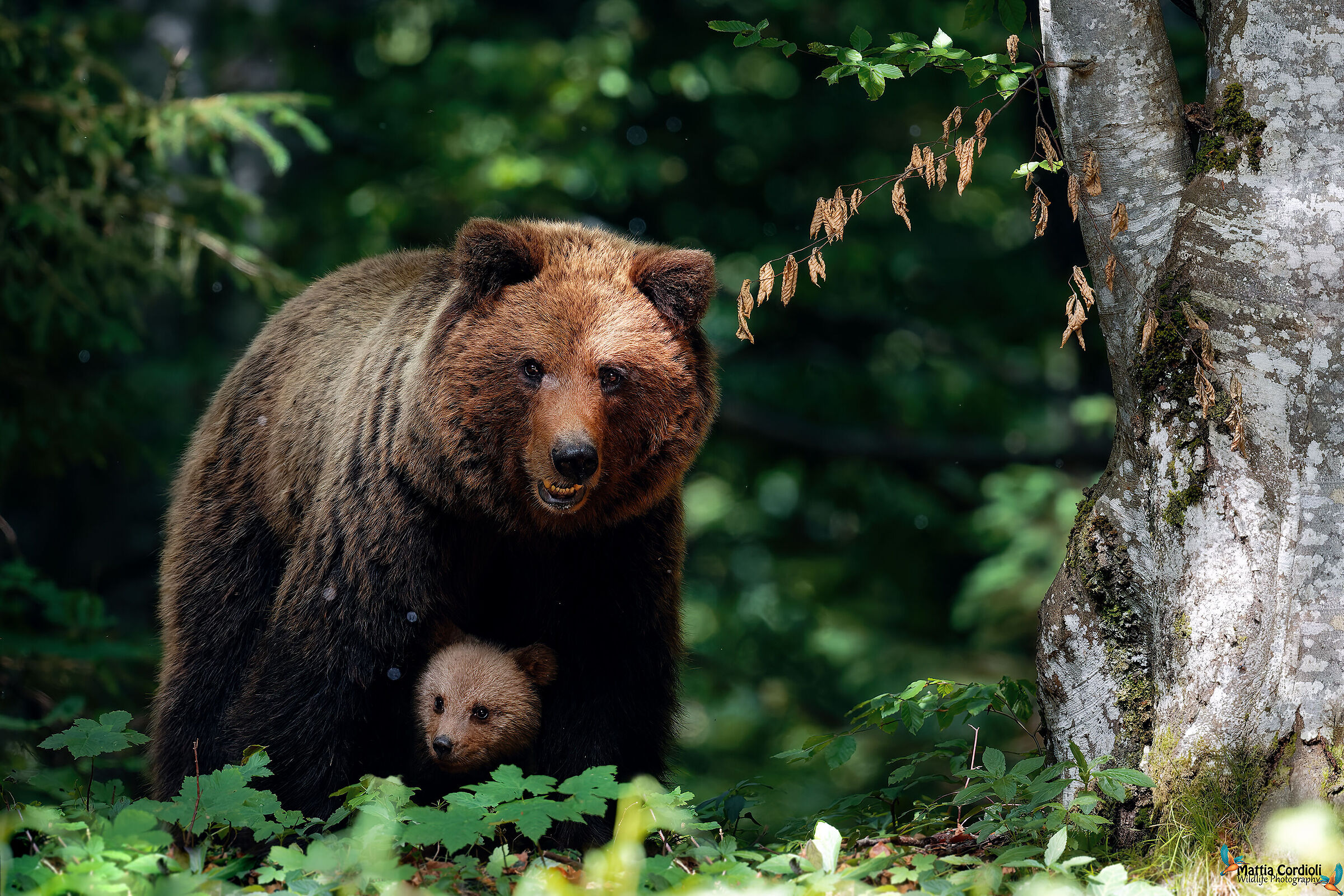 brown bear with offspring