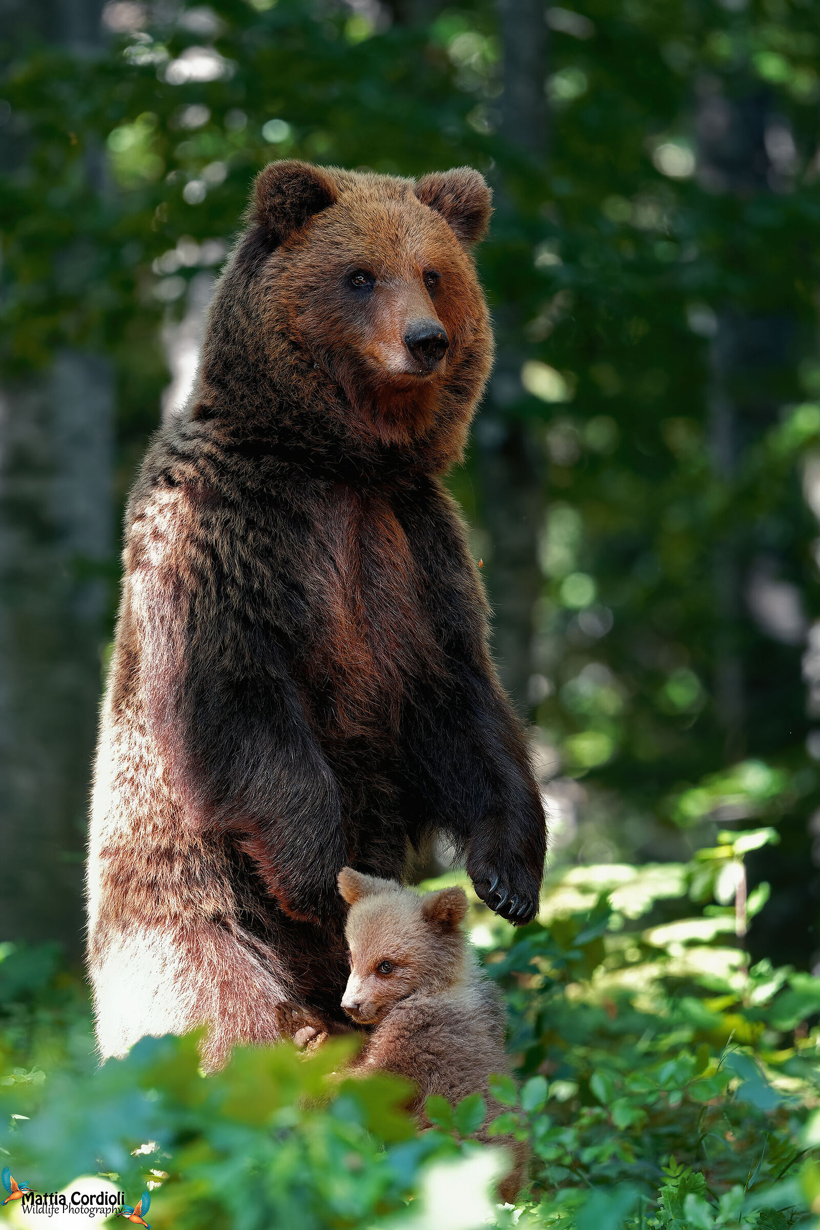 brown bear with offspring