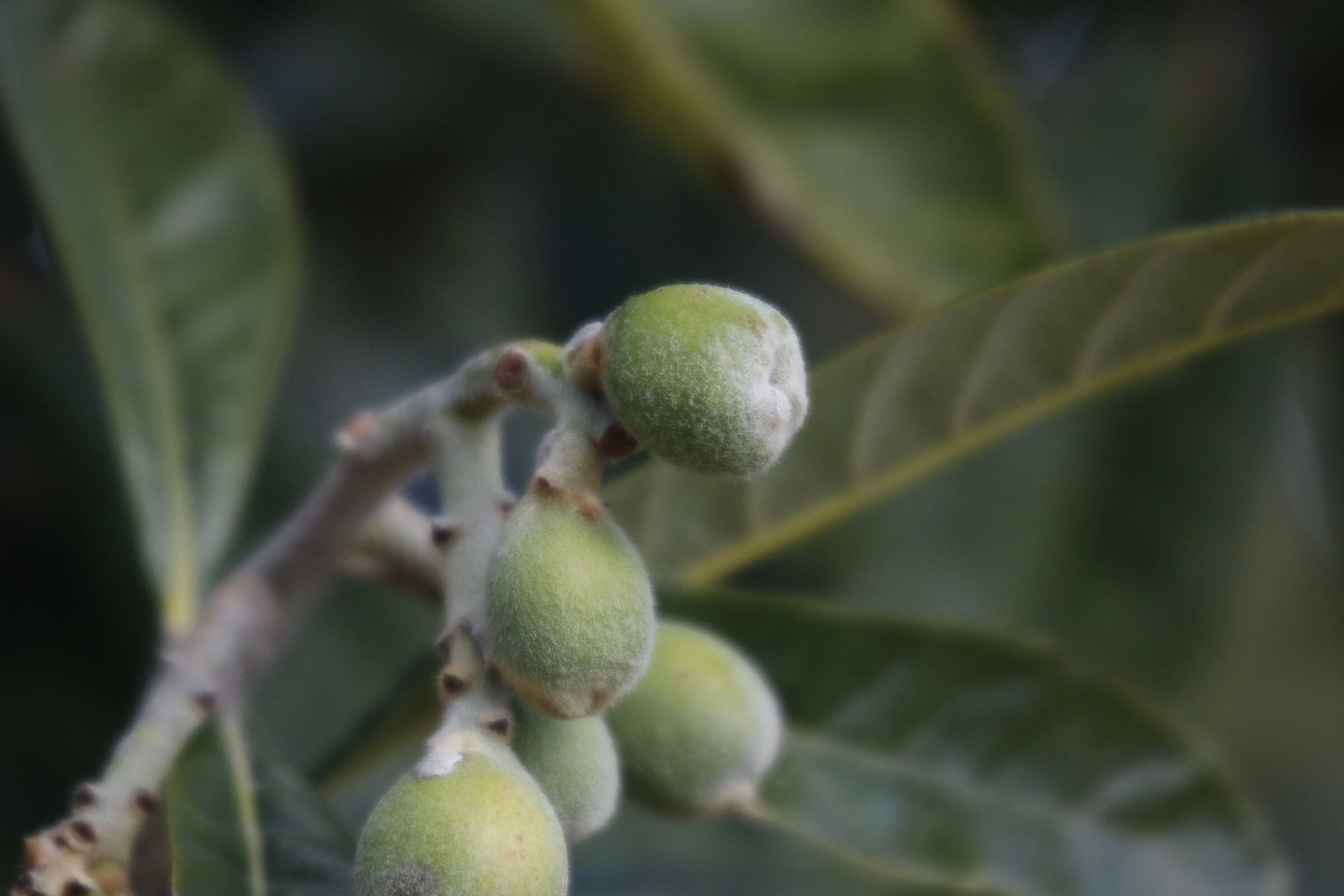 " Fruit Fluff " Crop 480 / 7D II, DO