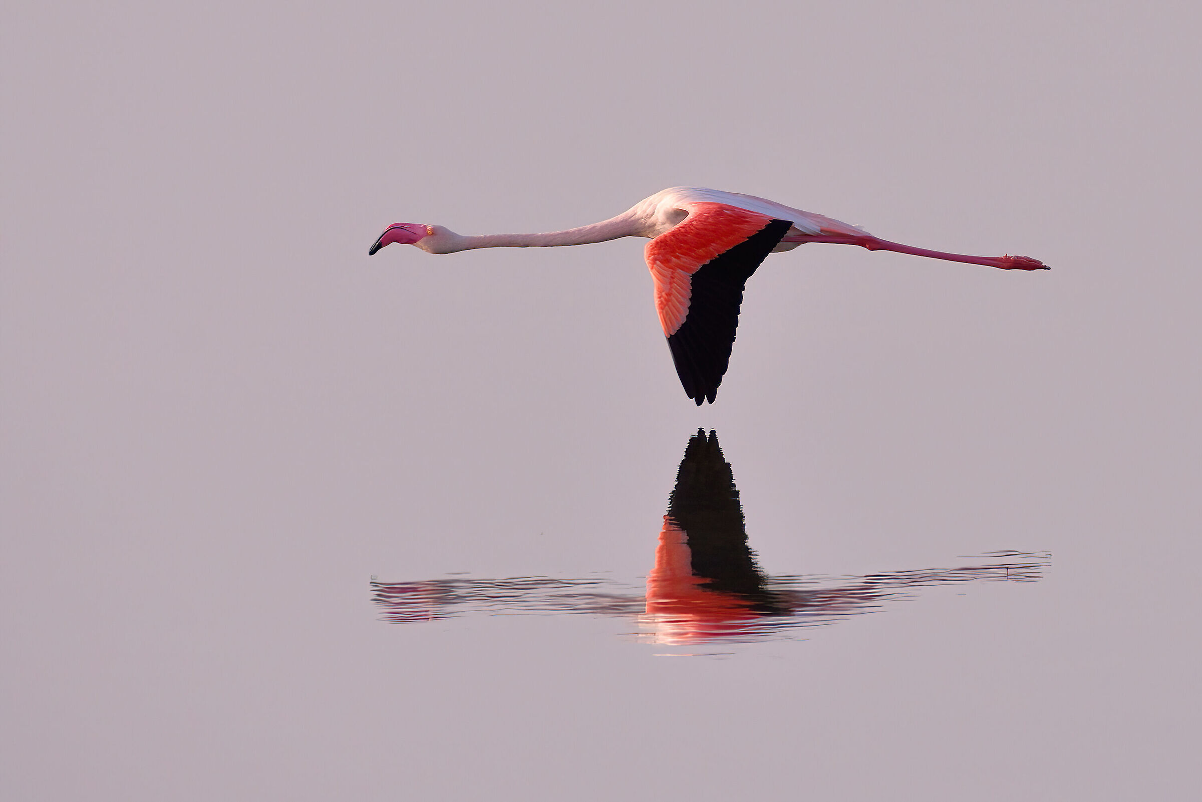 Flight at first light