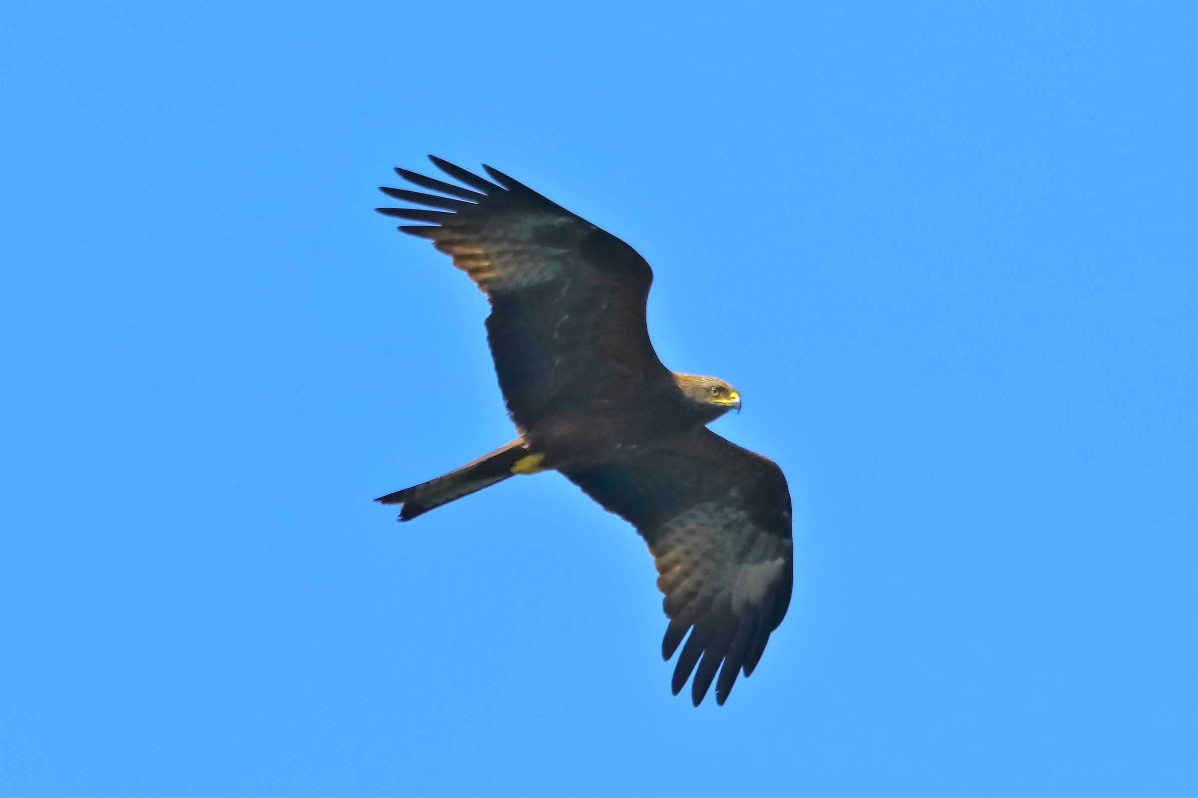 Black kite 10-05-2022