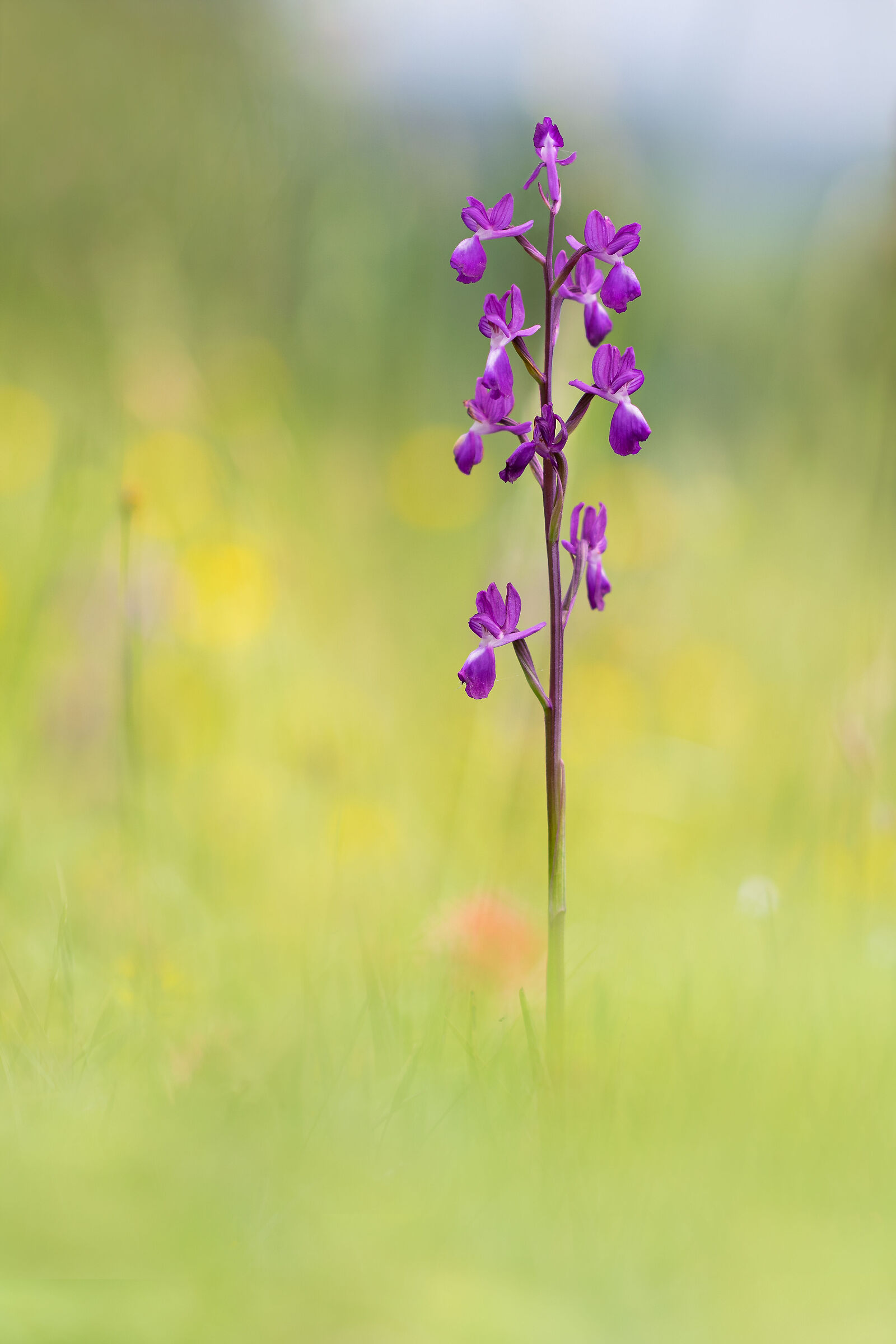 Anacamptis laxiflora