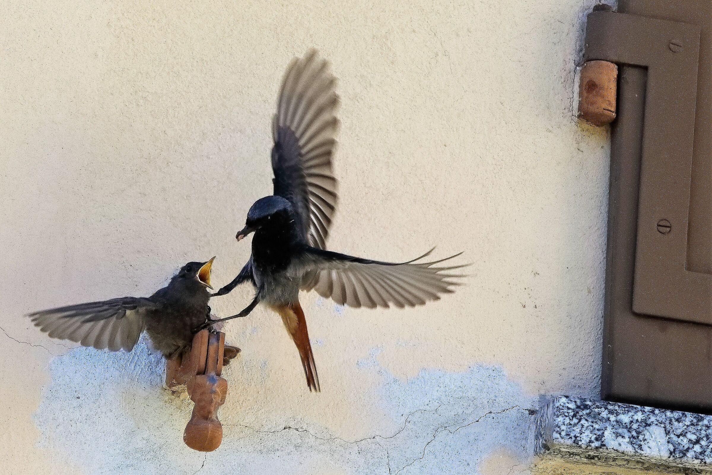 Codirosso spazzacamino 10-06-2022