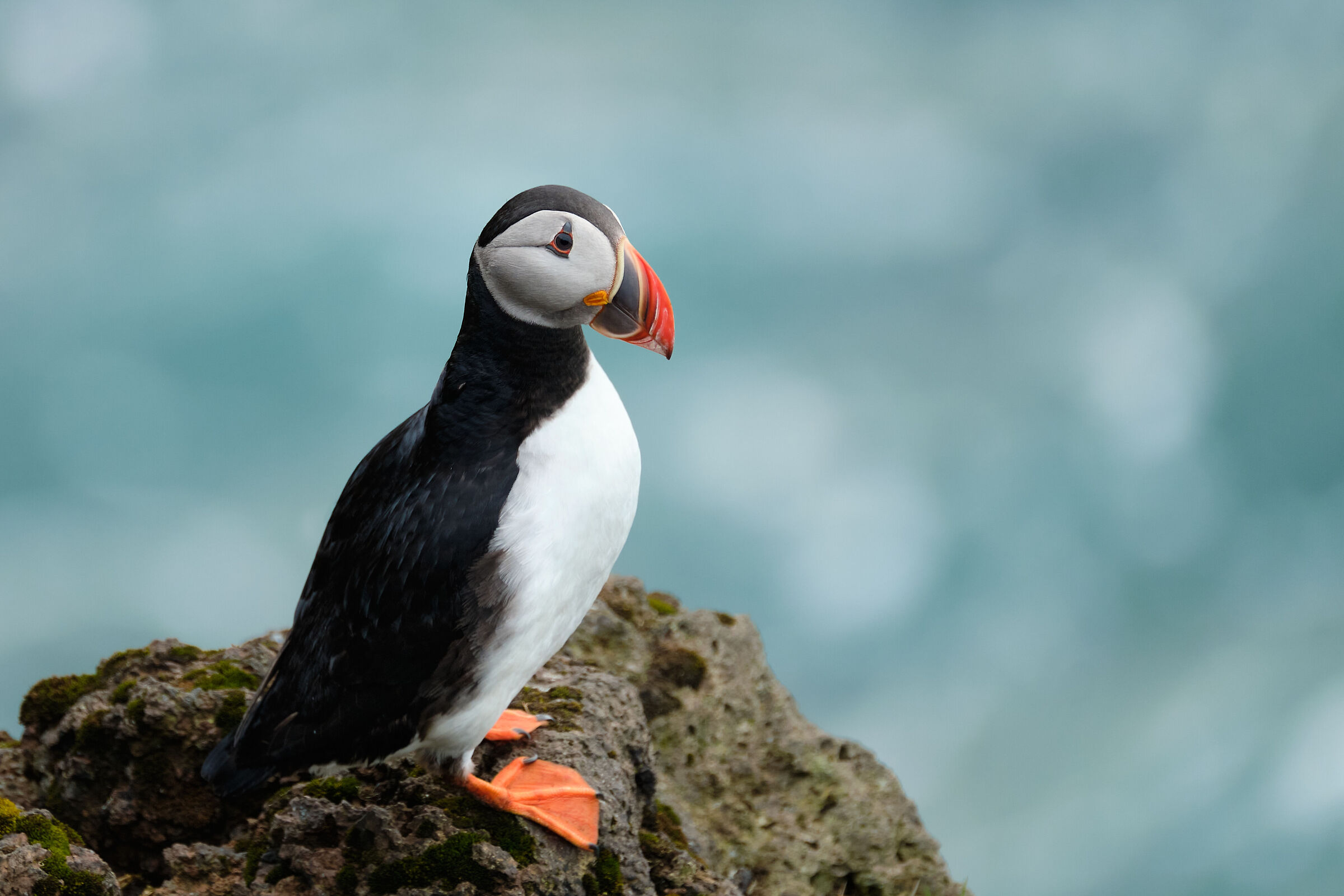Il primo Puffin non si scorda mai