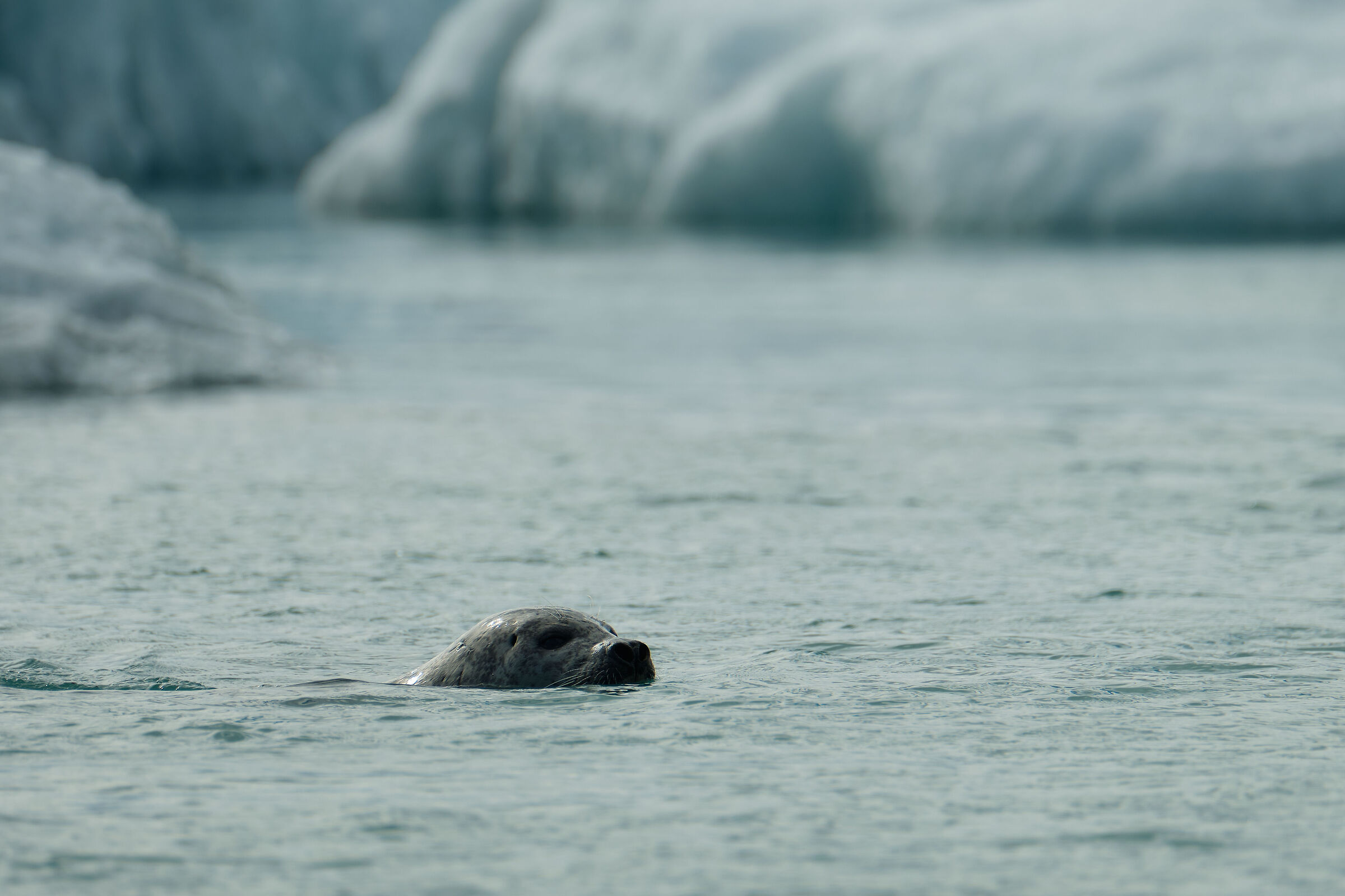 Intrigued by curious tourists