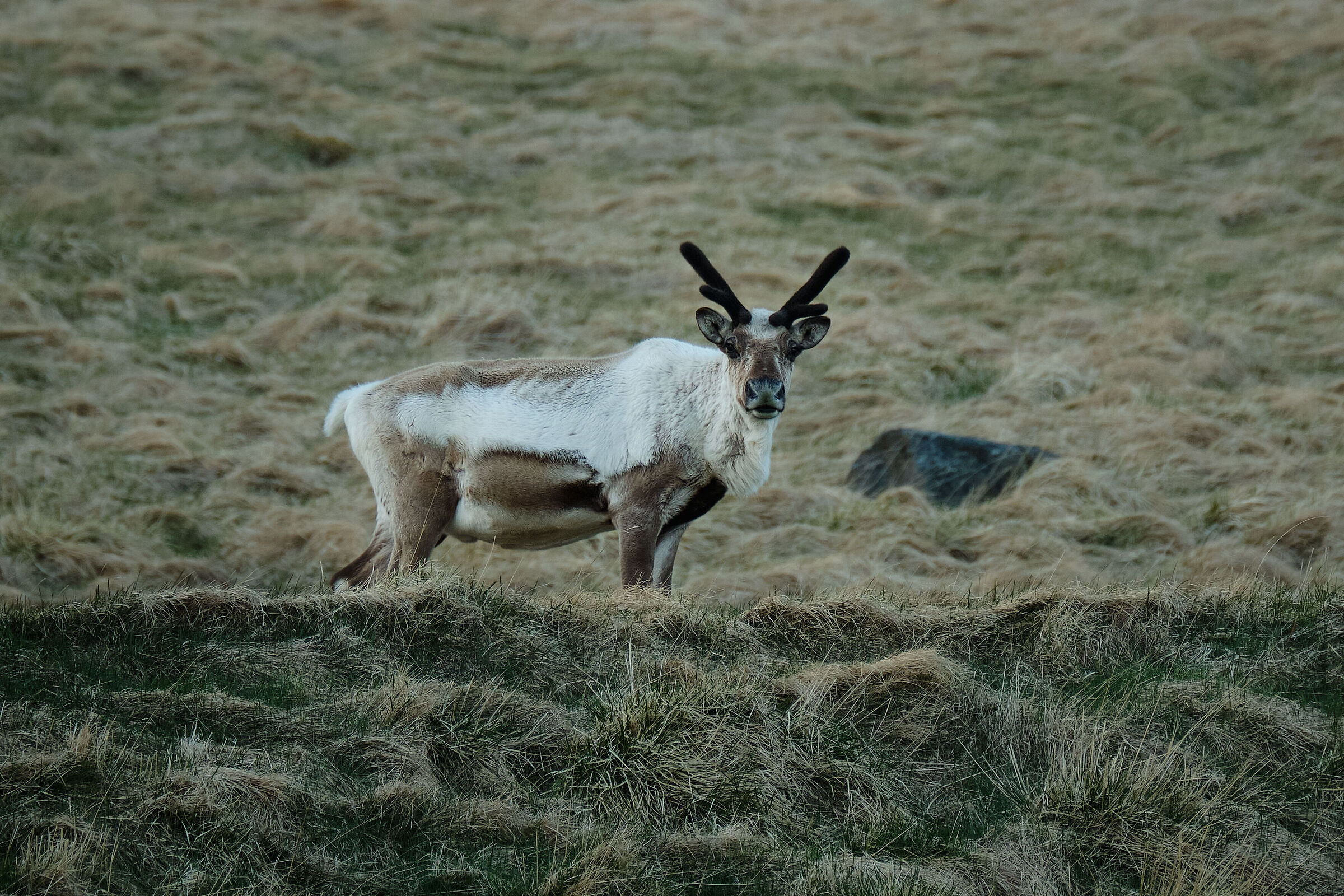 Unexpected roadside observer