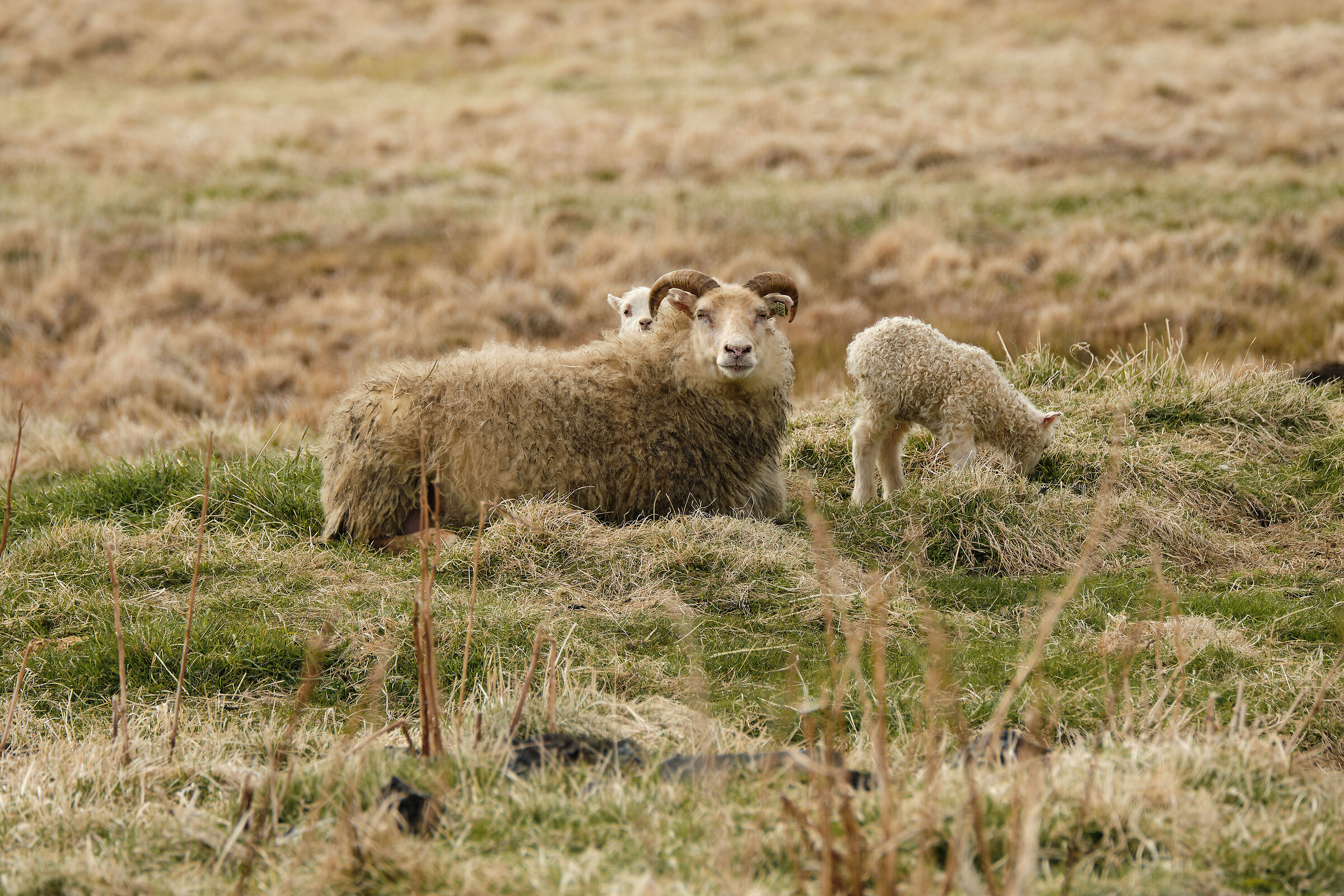 The enterprising puppy and the more shy one