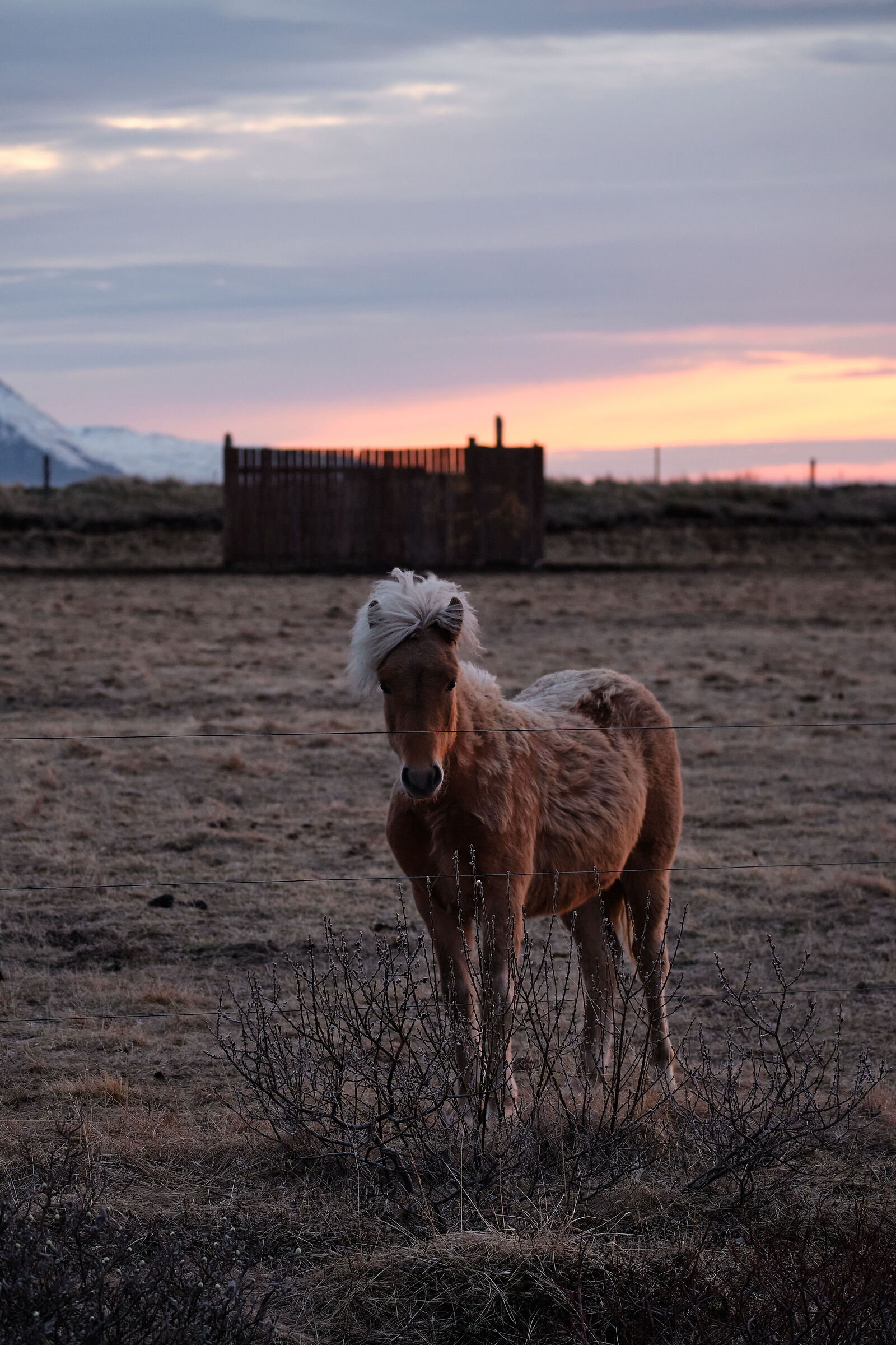 Elegance among the winds of the North