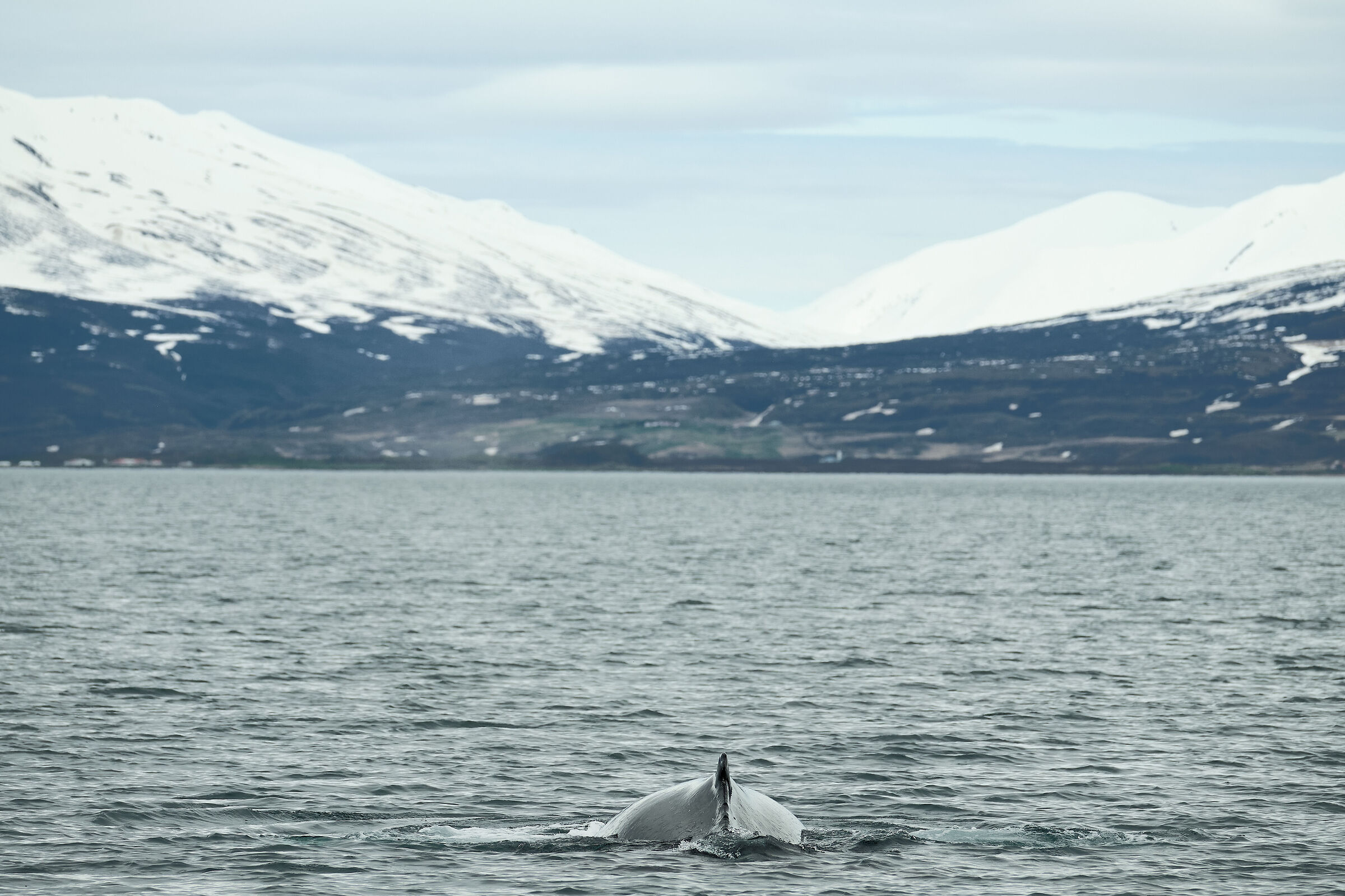 Whale Watching Tour - Pt.1