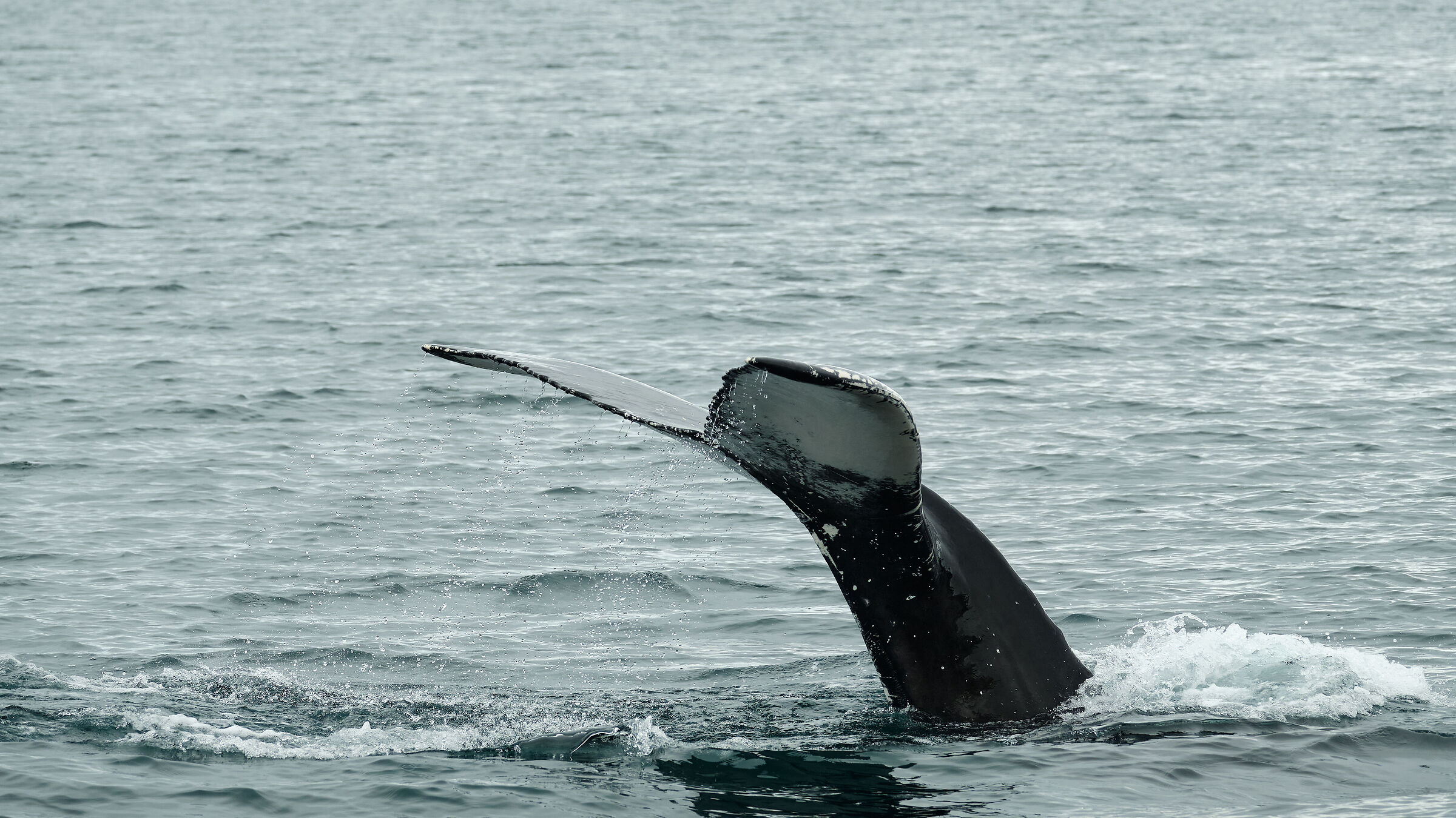 Whale Watching Tour - Pt.3