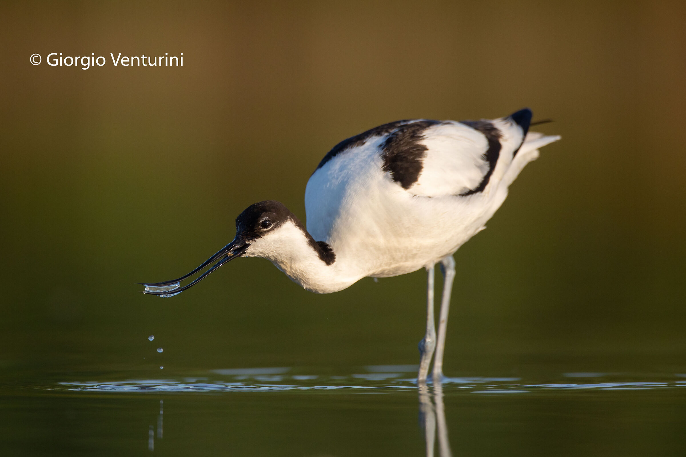 avocetta in alimentazione