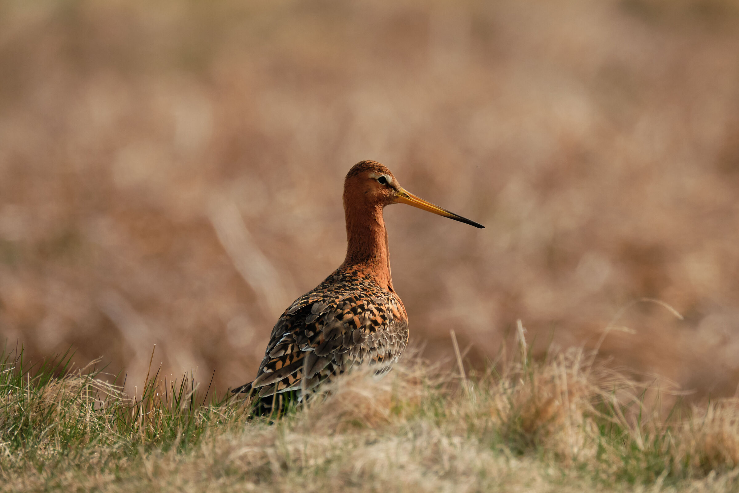 Insolito e temerario pedone